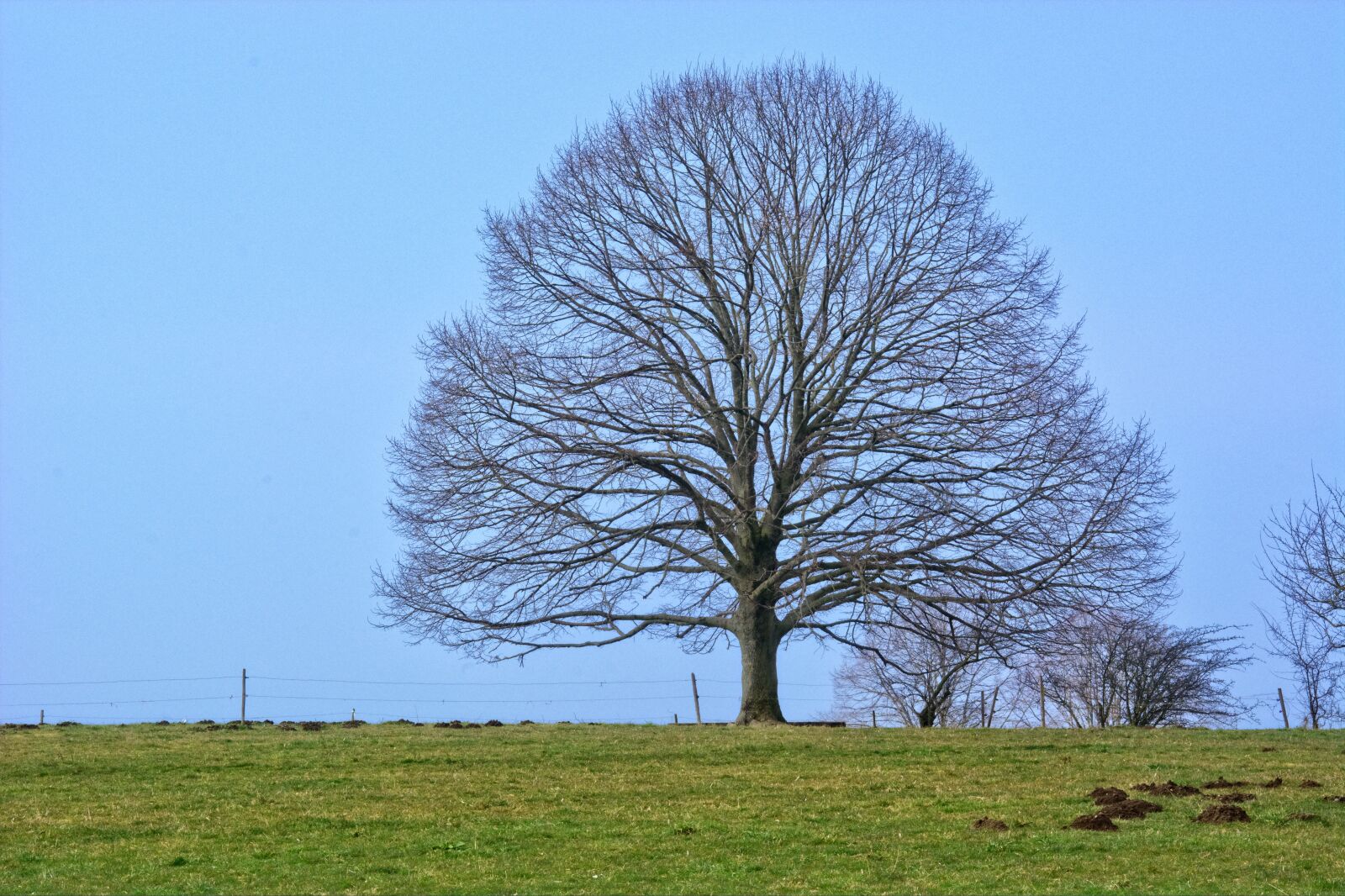 55.0-200.0mm f/4.0-f/5.6 sample photo. Tree, individually, autumn photography