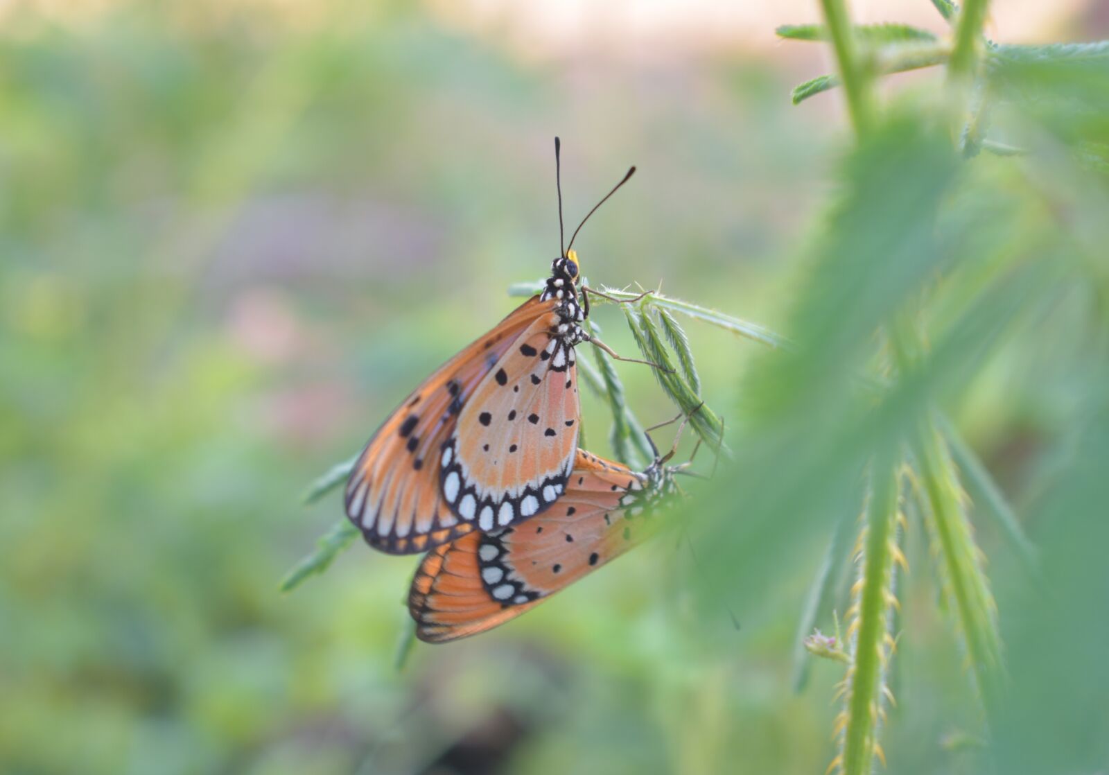 Nikon D3400 sample photo. Butterfly, nature, insect photography
