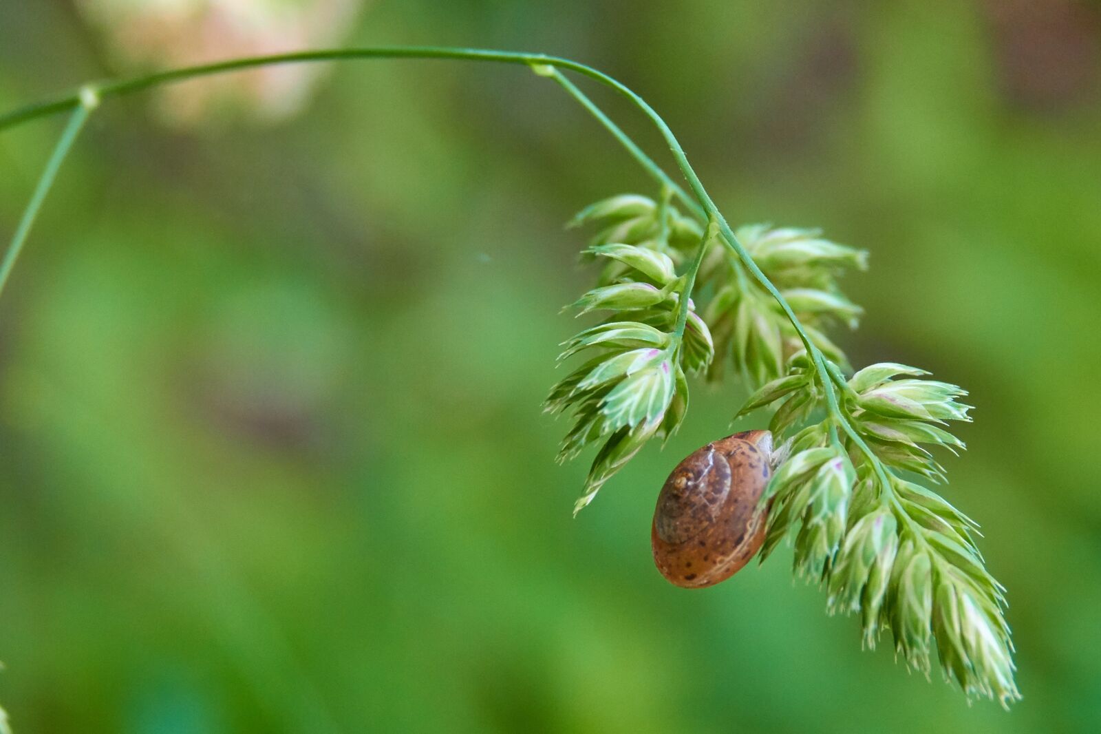 Sony Cyber-shot DSC-RX10 IV sample photo. Shell, plant, snail photography
