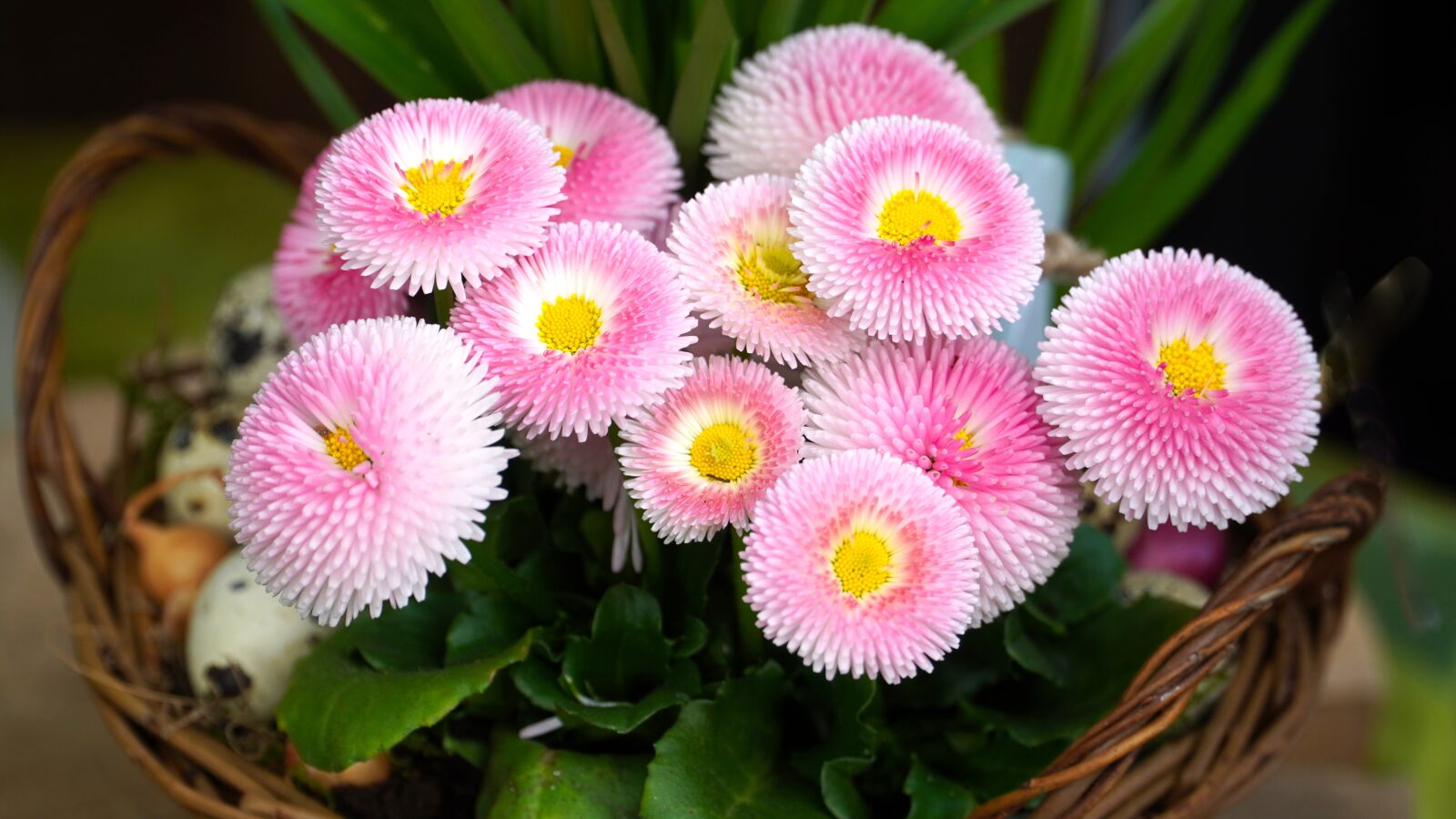 Sony E PZ 18-105mm F4 G OSS sample photo. Daisy, flower, spring photography