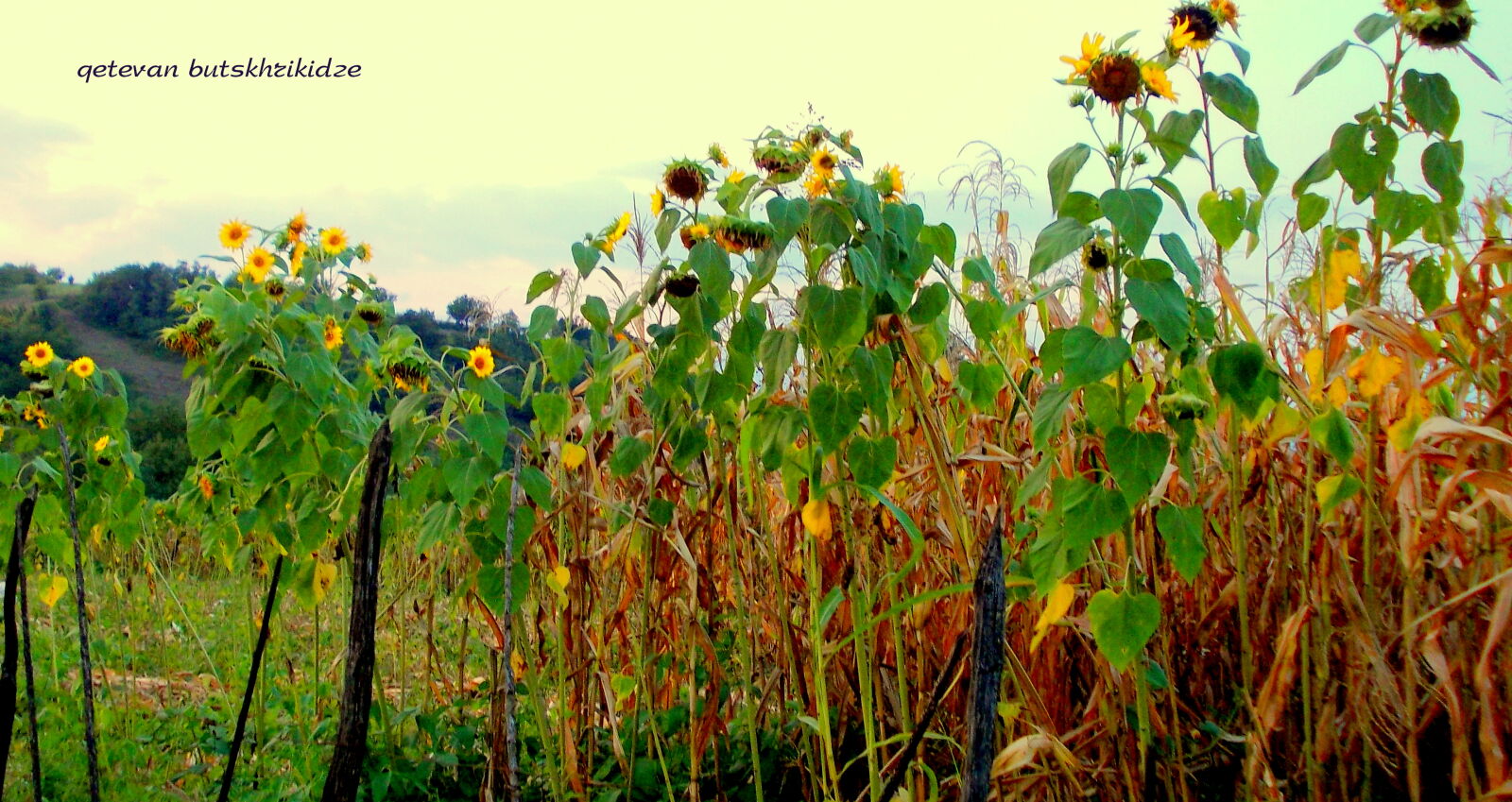 Nikon COOLPIX L25 sample photo. Fields, nature, sunflowers, village photography