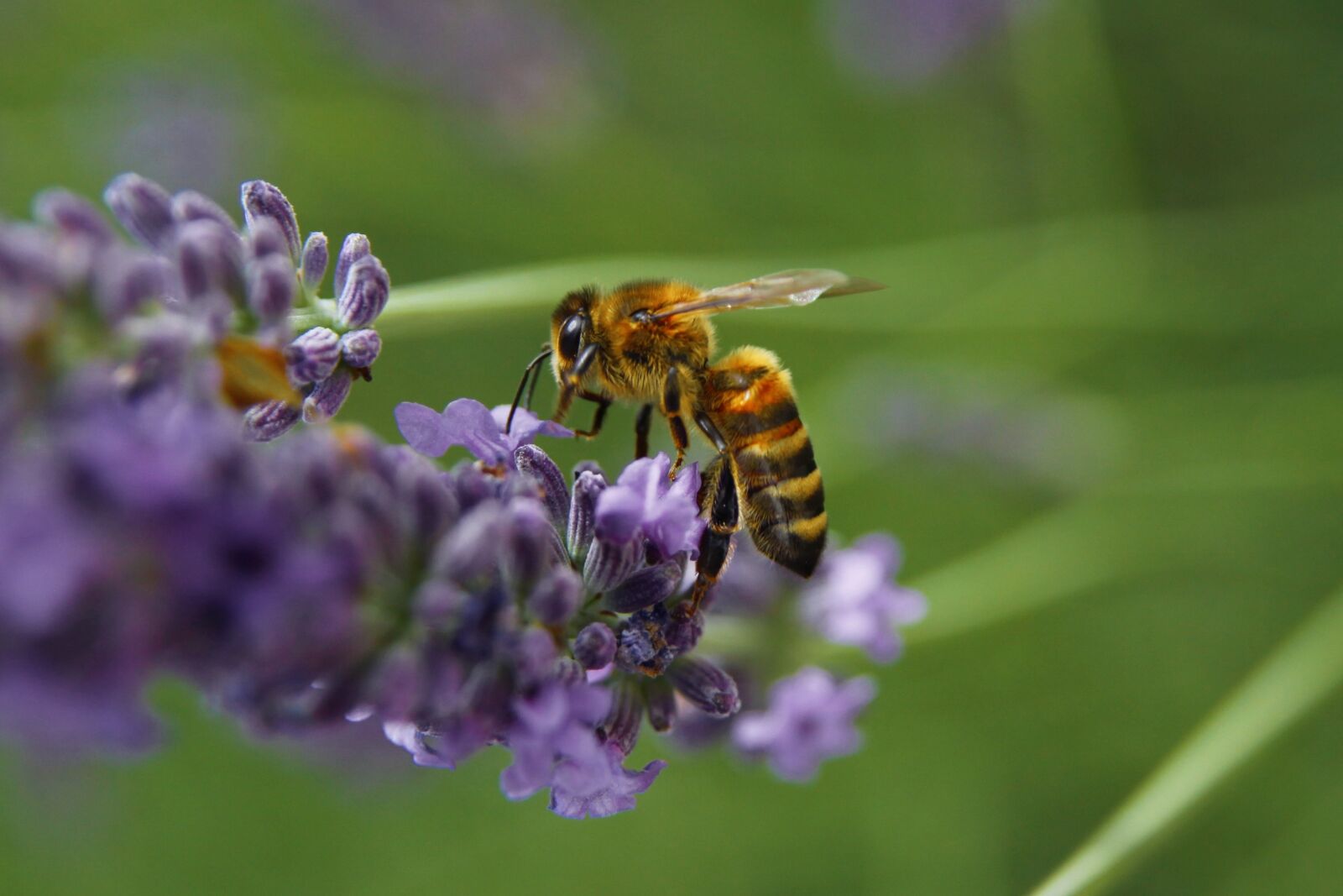 Canon EOS 50D sample photo. Bee, pollination, pollen photography