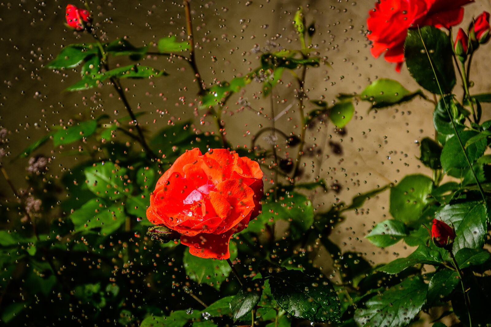 Nikon D7500 sample photo. Roses, flowers, hss photography