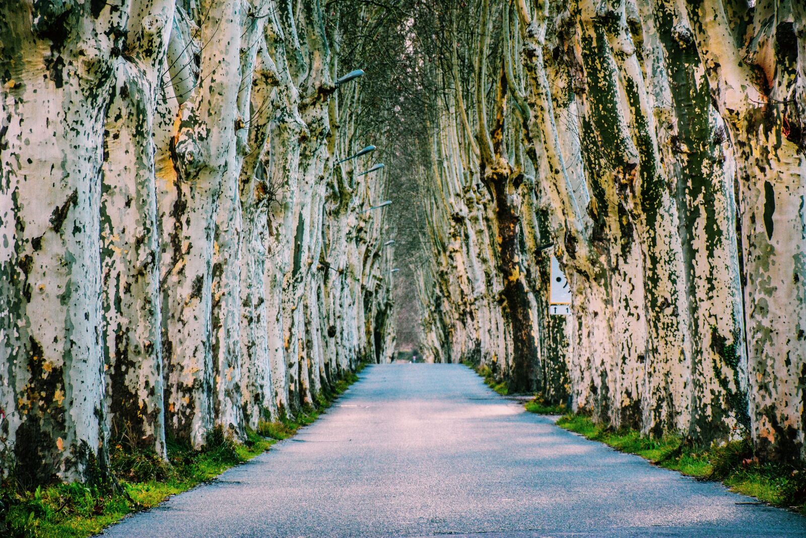 Nikon D5600 sample photo. Tree lined, paved road photography