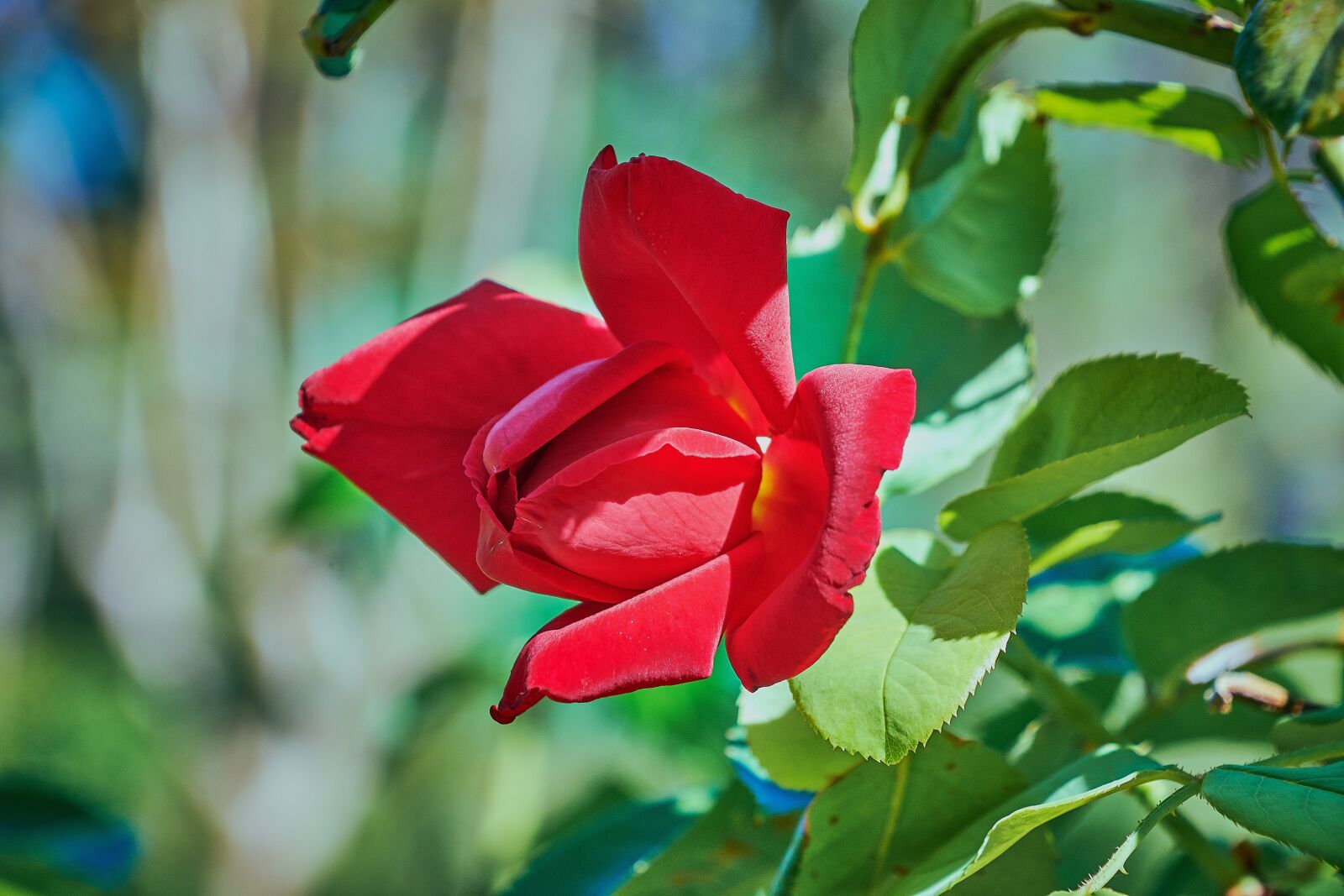 Nikon D7200 sample photo. Rosa, red, leaves photography