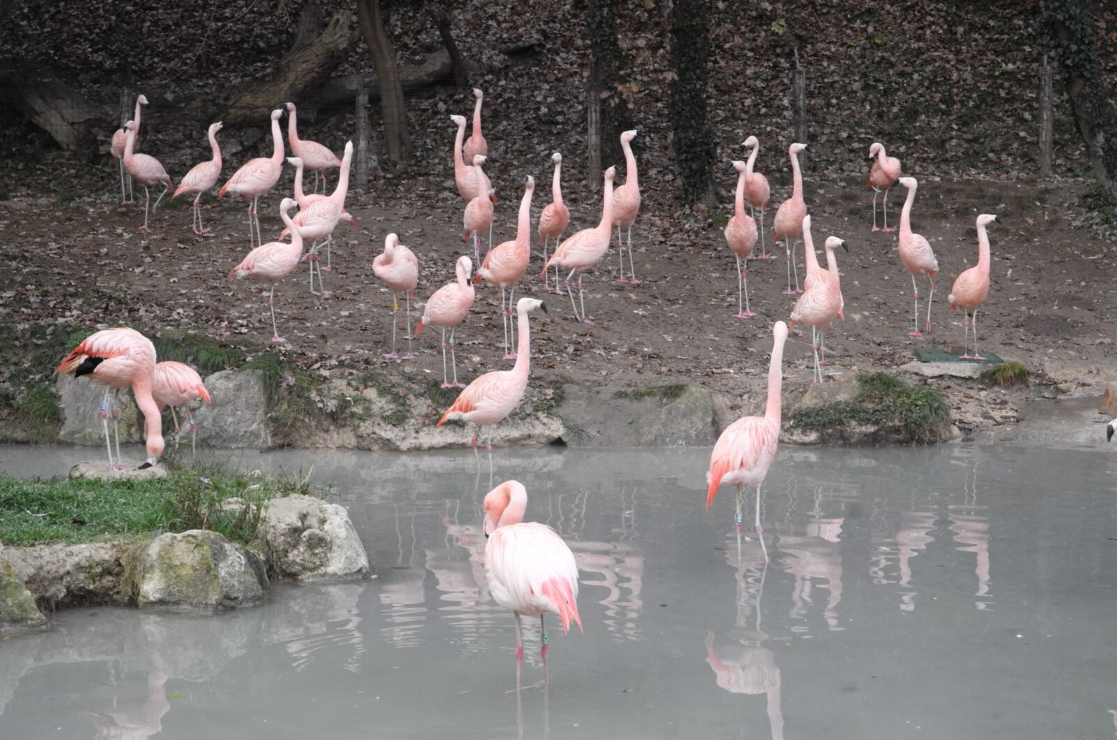 Vario-Elmar T 1:3.5-5.6 / 18-56 ASPH. sample photo. Flamingo, feathers, pink photography