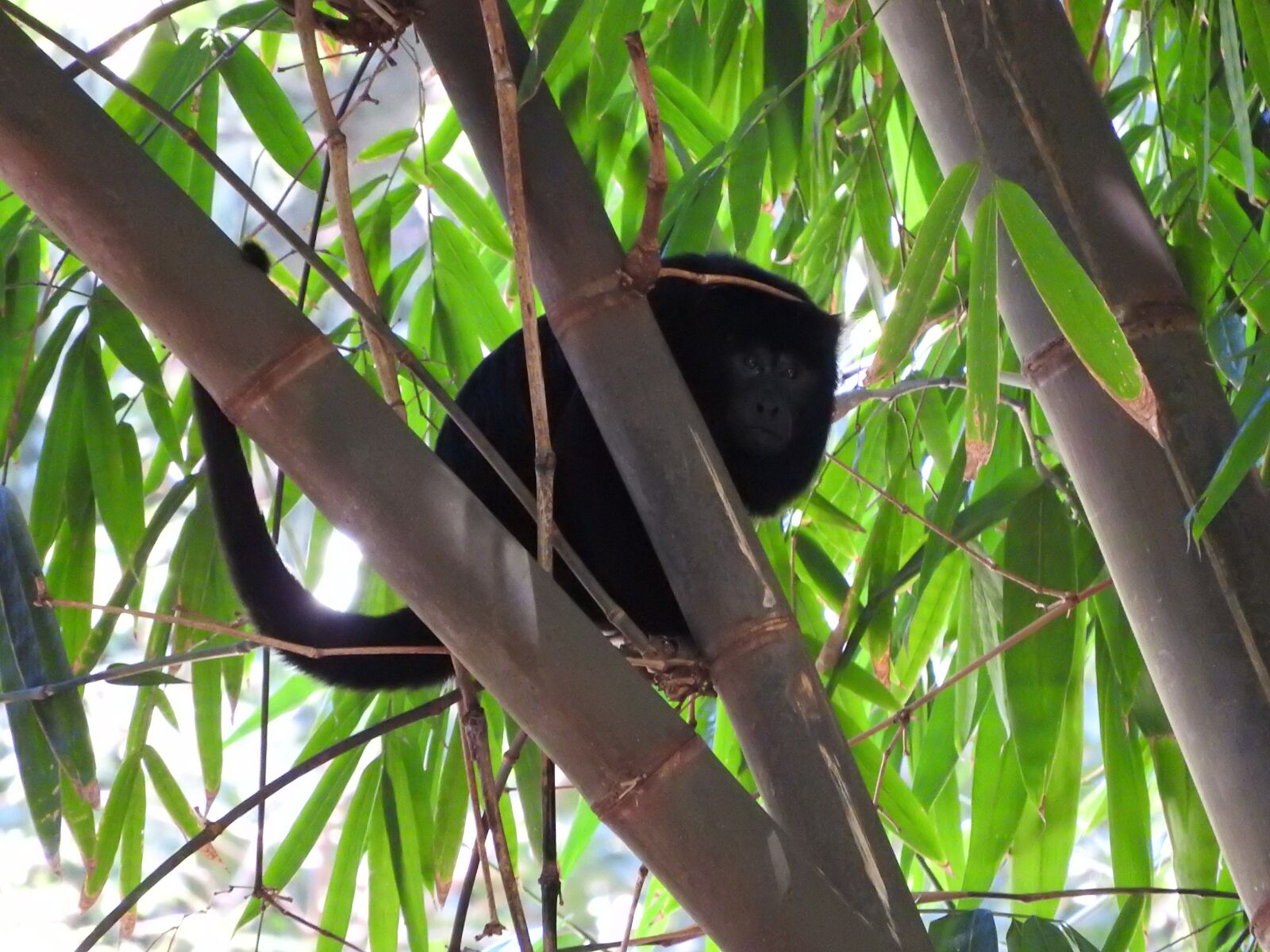 Nikon Coolpix P610 sample photo. Monkey, brown, animal photography