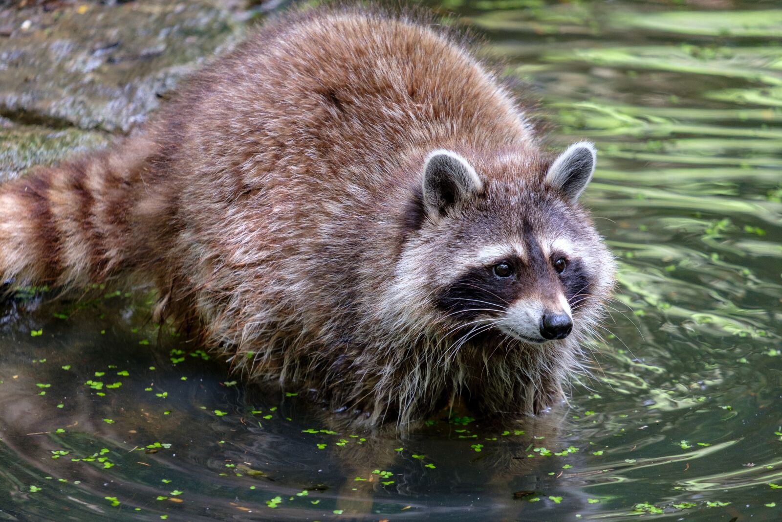 Fujifilm X-T2 + Fujifilm XF 55-200mm F3.5-4.8 R LM OIS sample photo. Raccoon, small bear, water photography