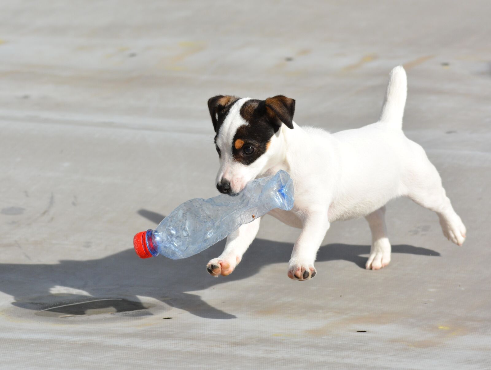 Nikon D7100 sample photo. Jack russel, puppy, play photography