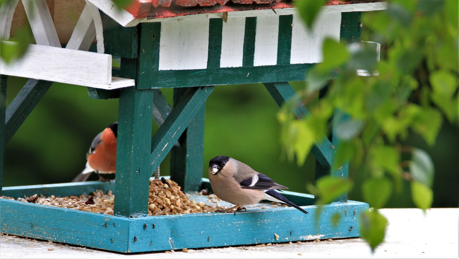 Tamron SP 150-600mm F5-6.3 Di VC USD sample photo. Bullfinch, gimpel, couple photography