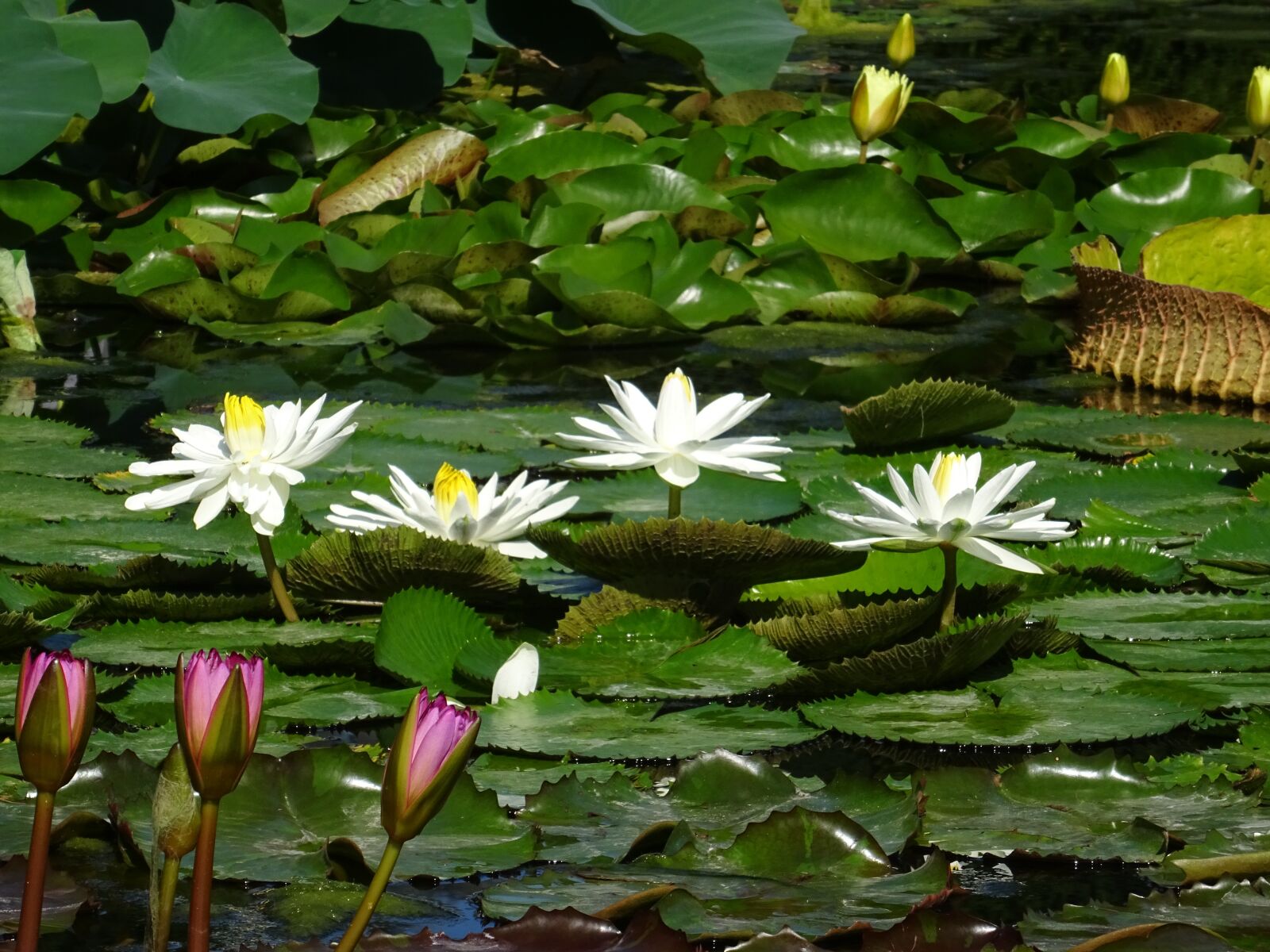 Sony DSC-HX60 sample photo. Water lily, lake, pond photography