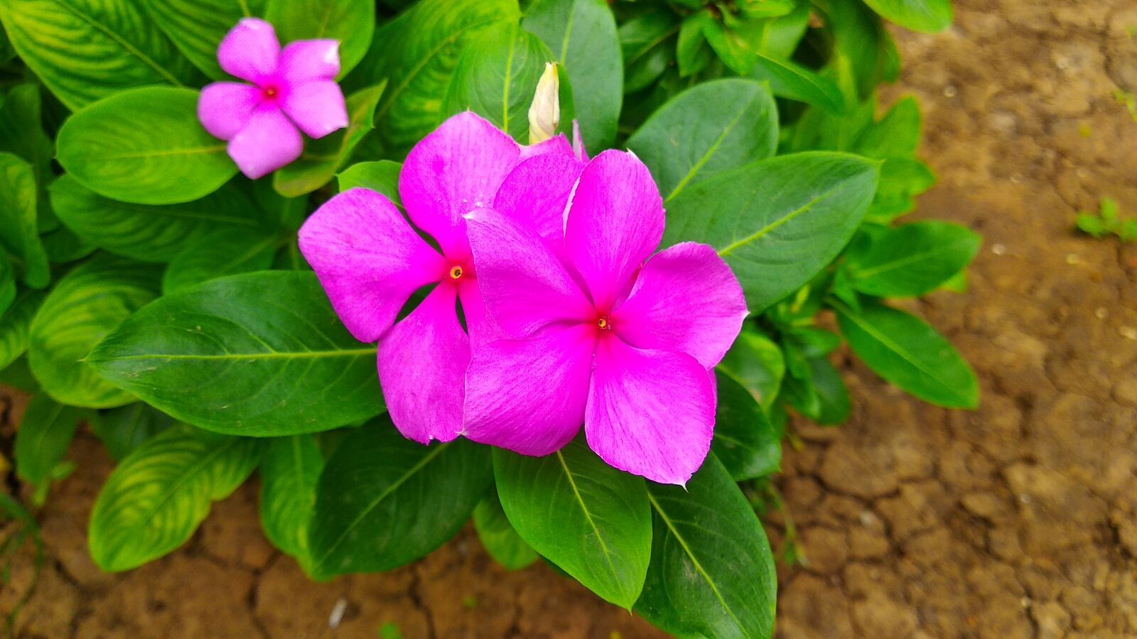 Xiaomi Redmi Note 5 sample photo. Flower, pink, petals photography