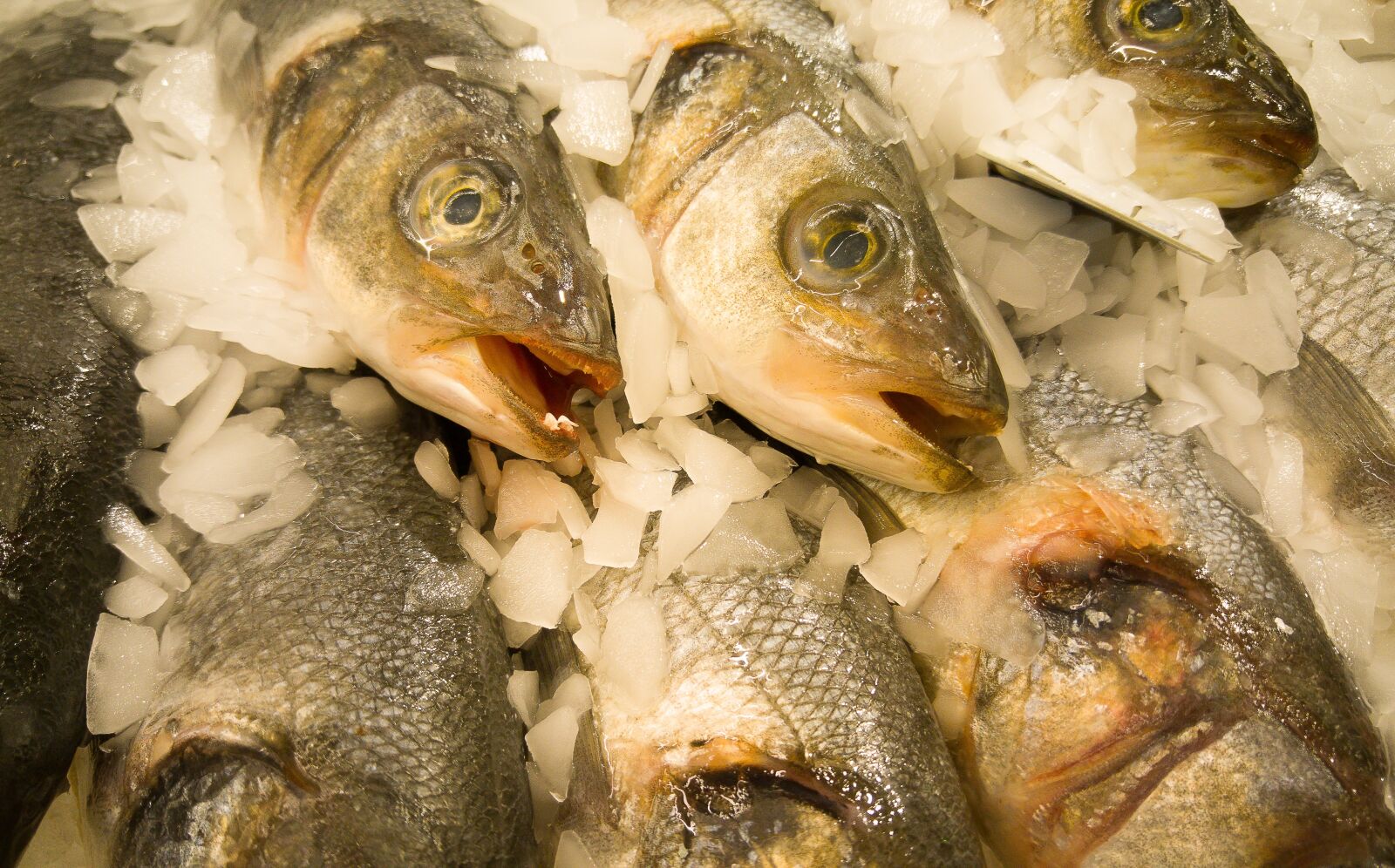 LG G4 sample photo. Fish, fishing, market photography