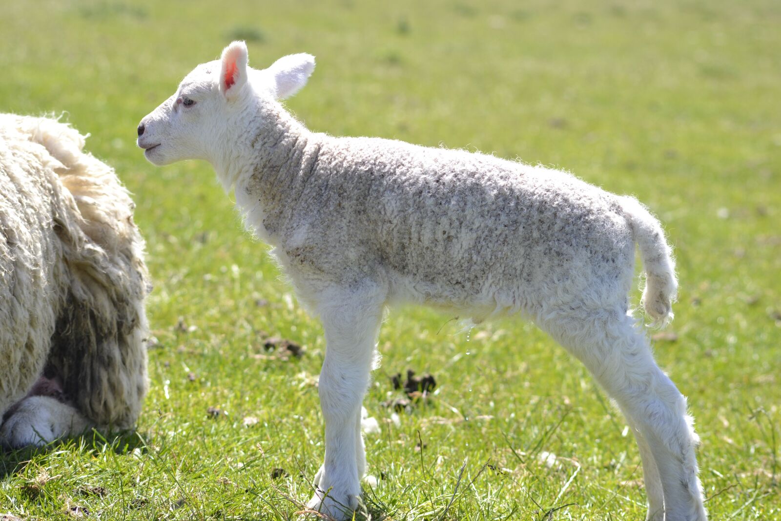 Nikon D3100 sample photo. Lamb, sheep, animal photography