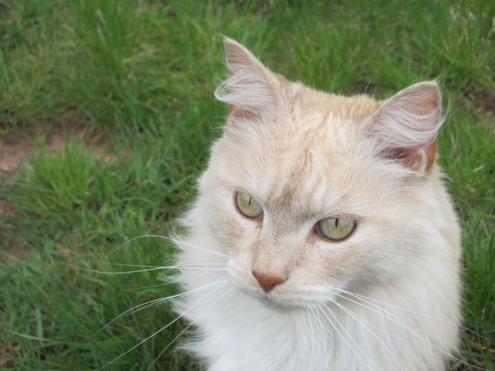 Canon PowerShot D10 sample photo. Cat, portrait, attention photography