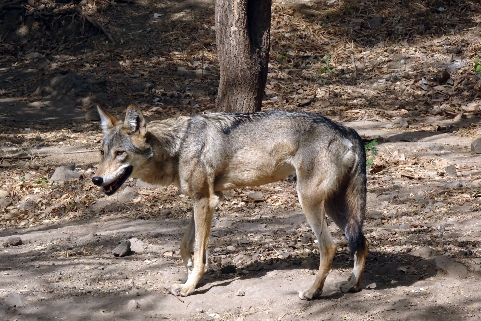 Sony Cyber-shot DSC-HX90V sample photo. Wolf, wildlife, indian wolf photography