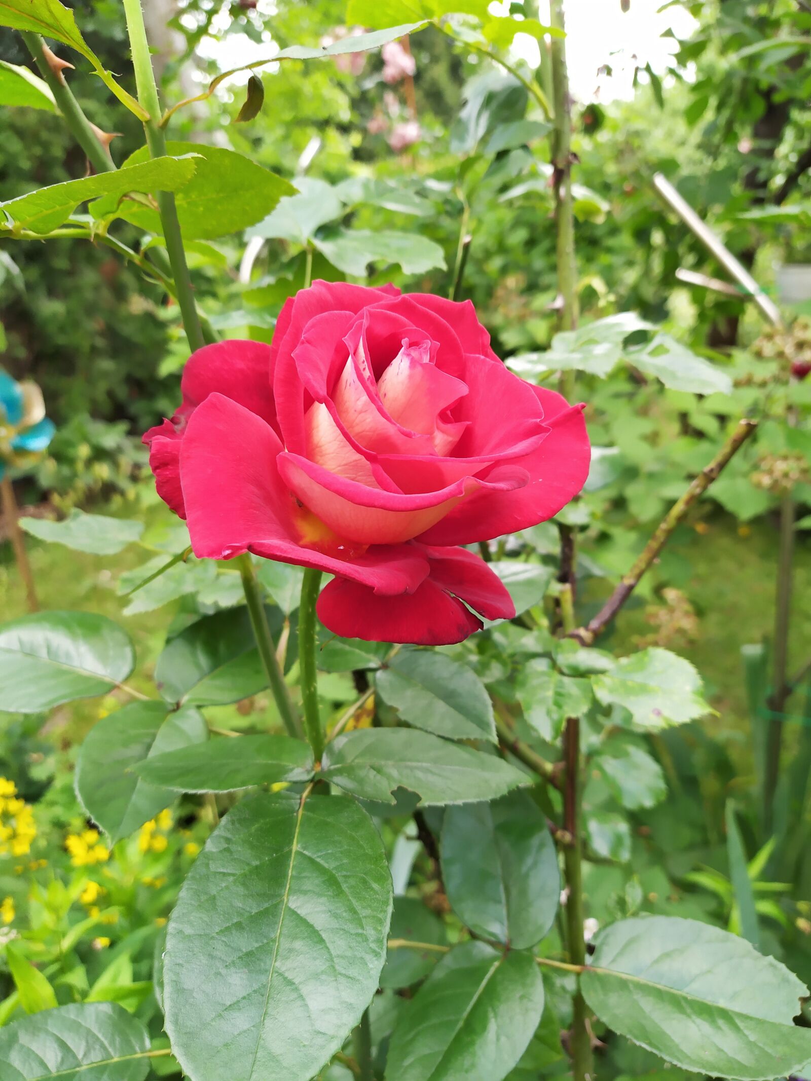 Xiaomi Redmi Note 7 sample photo. Rose, garden, the plot photography