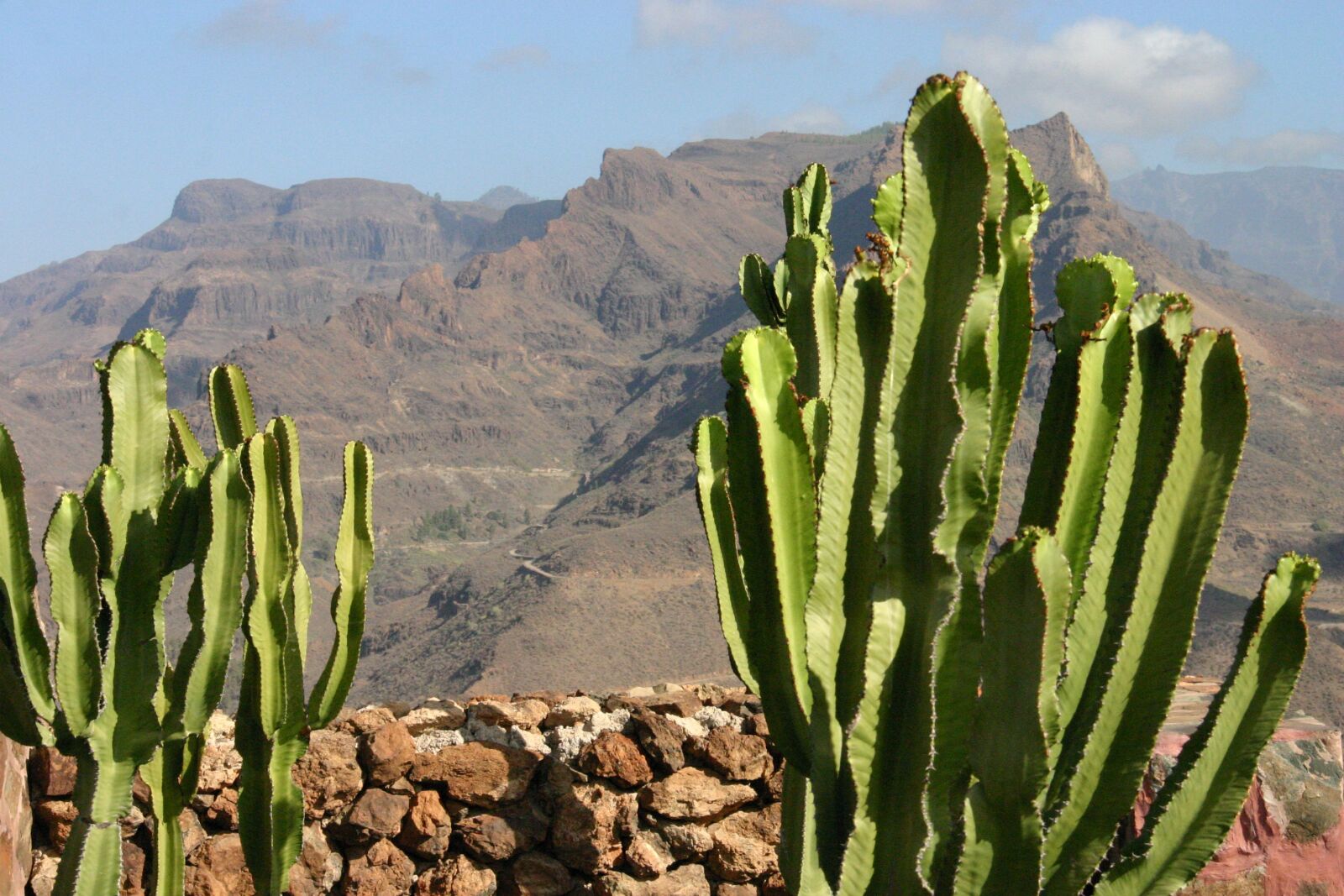 Canon EOS 300D (EOS Digital Rebel / EOS Kiss Digital) sample photo. Cactus, mountains, landscape photography