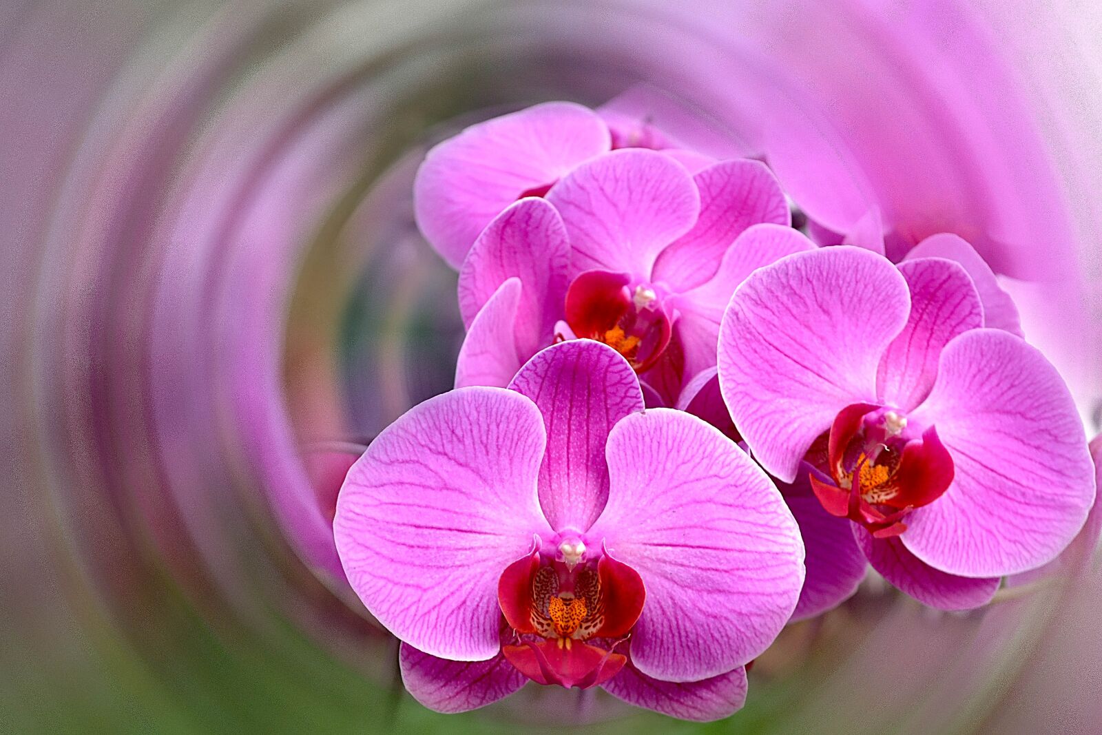 Nikon D3100 sample photo. Bright, wonderful, romance photography