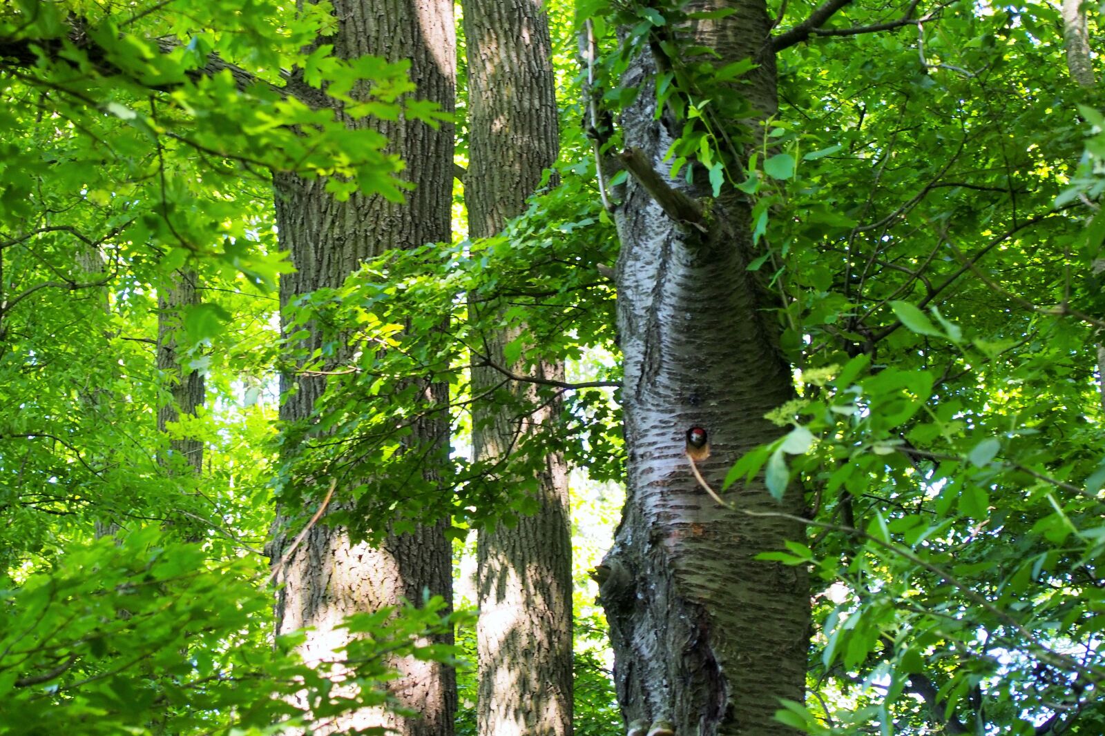Olympus PEN E-PL6 sample photo. The nest, woodpeckers, bird photography