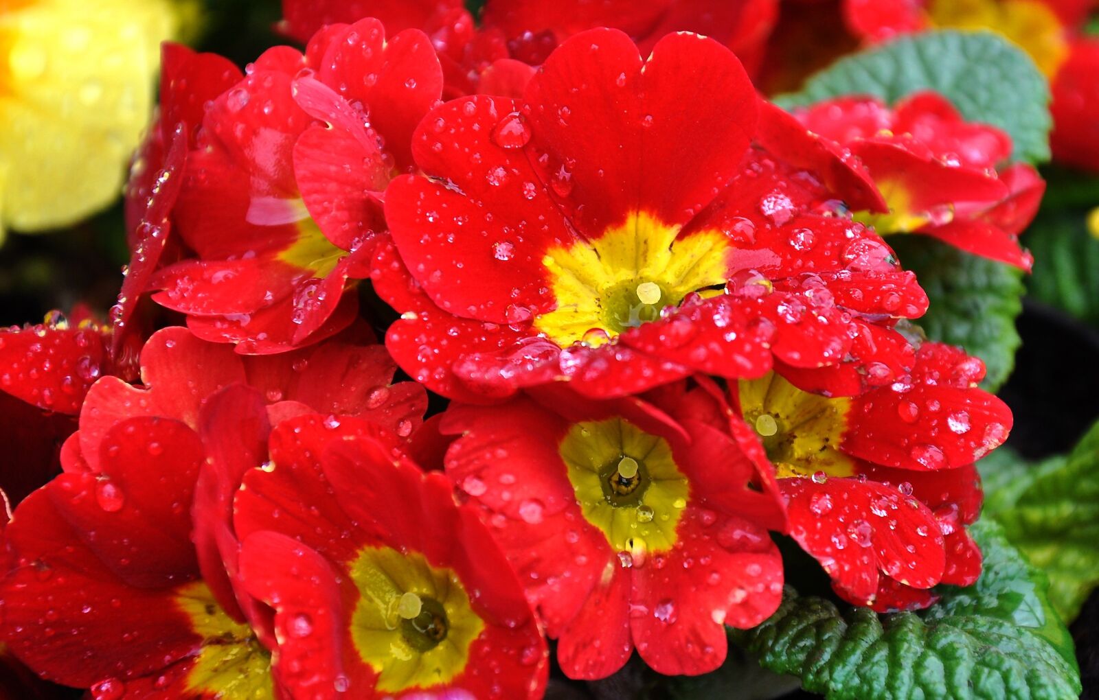 Nikon D90 sample photo. Primula, spring, spring flower photography