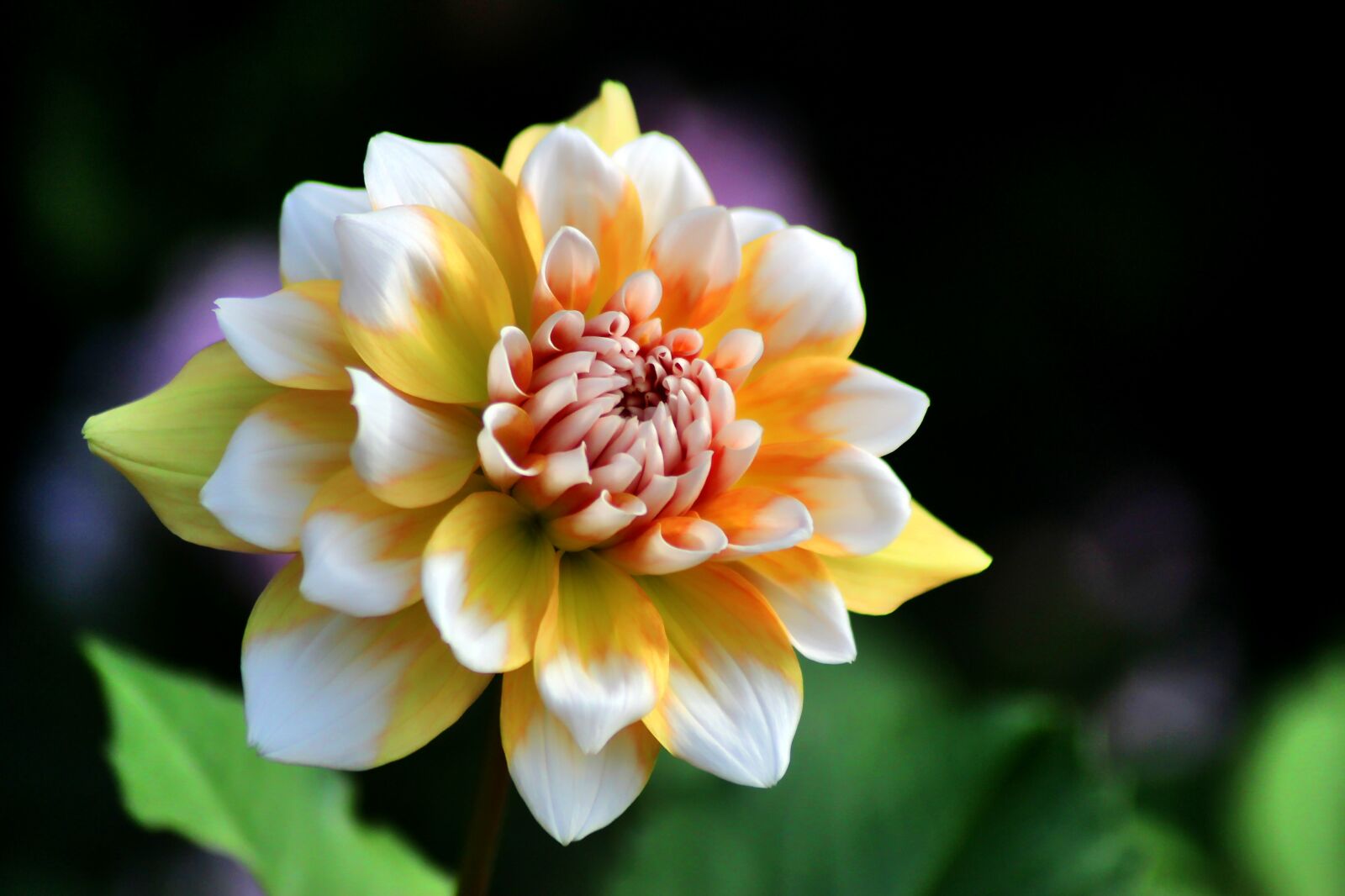 Canon EOS 1300D (EOS Rebel T6 / EOS Kiss X80) sample photo. Dahlia, yellow, blossom photography