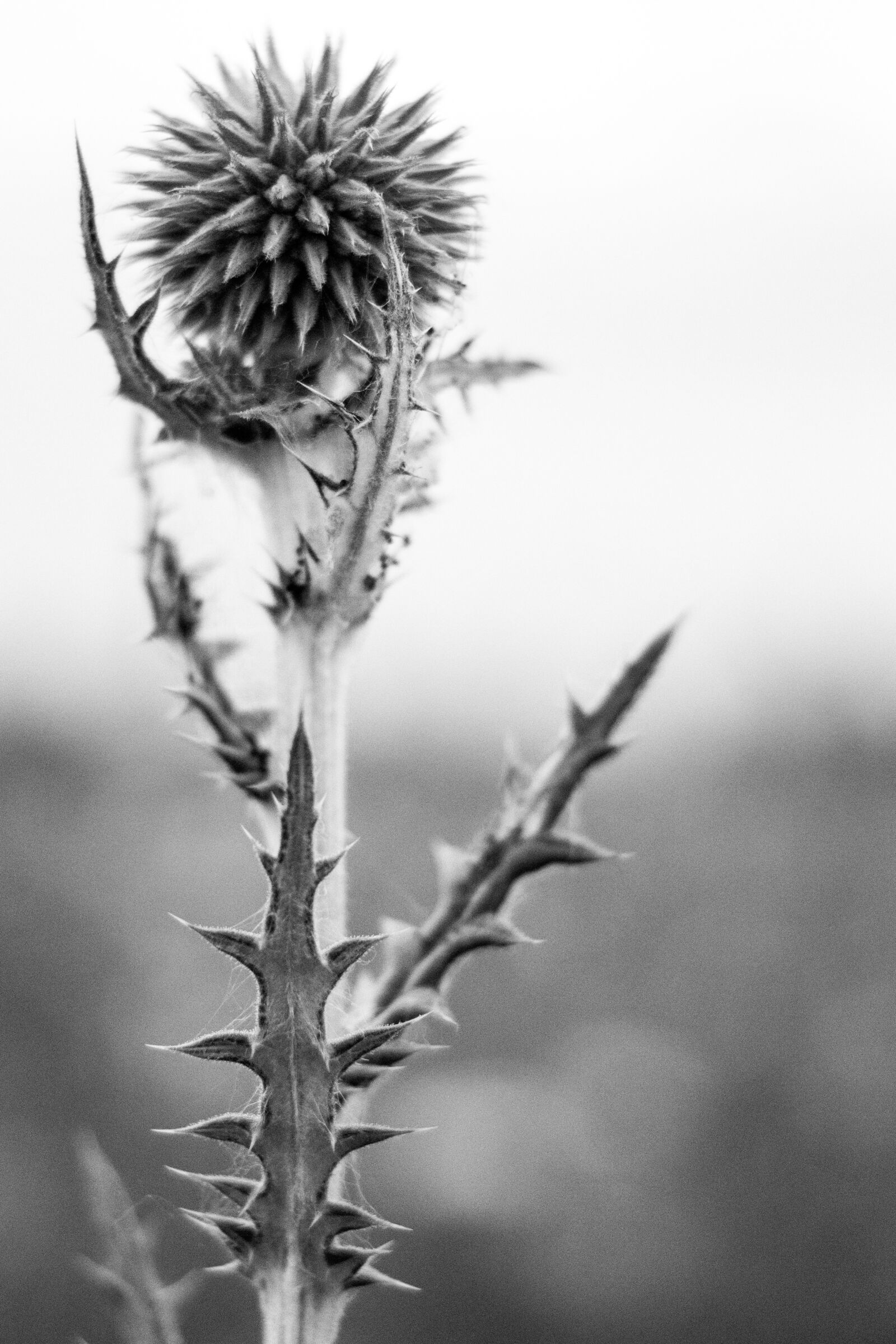 Canon EOS 100D (EOS Rebel SL1 / EOS Kiss X7) + Canon EF 40mm F2.8 STM sample photo. Bw, flower, barb photography