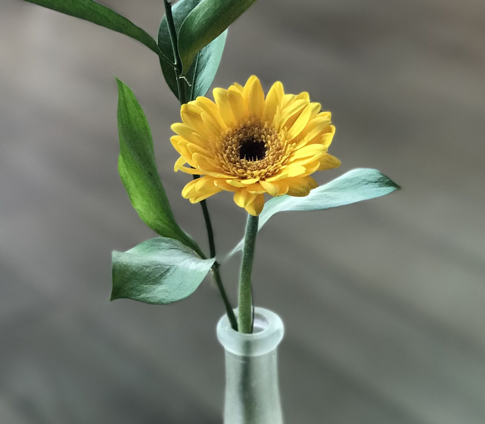Apple iPhone 7 Plus sample photo. Flower, vase, floral photography