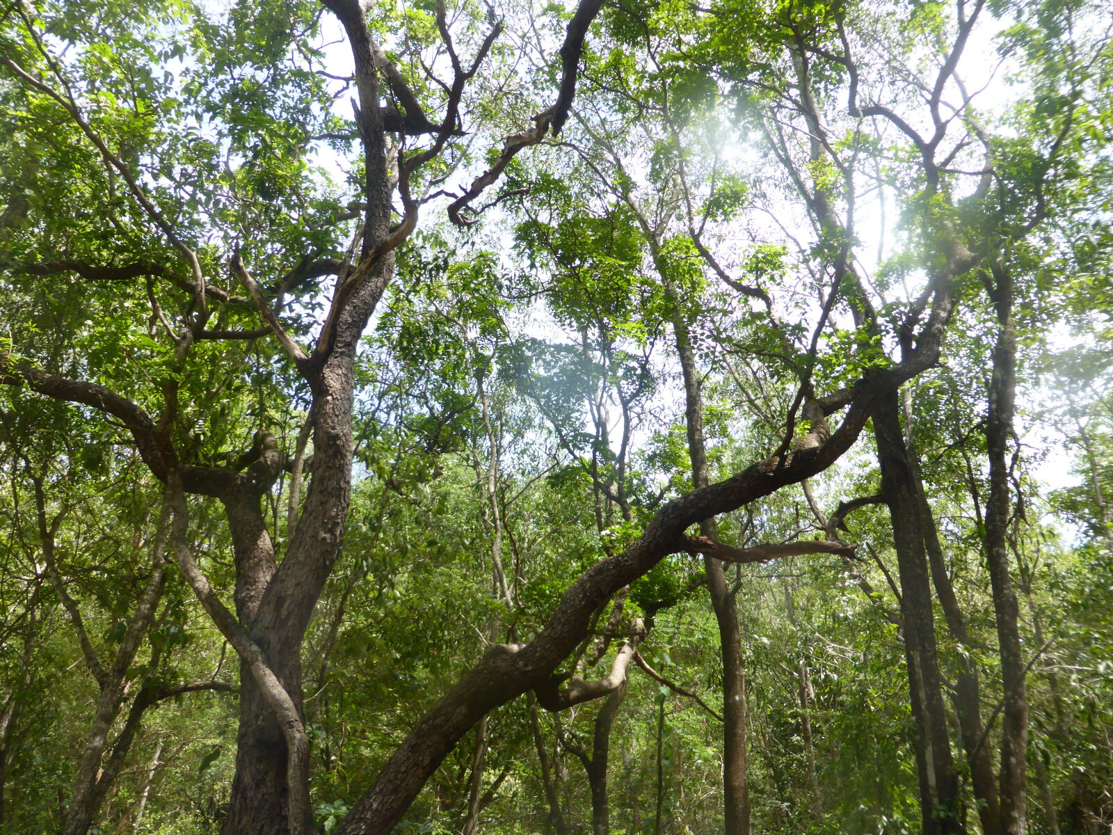 Panasonic Lumix DMC-ZS30 (Lumix DMC-TZ40) sample photo. Tree aus native bush photography