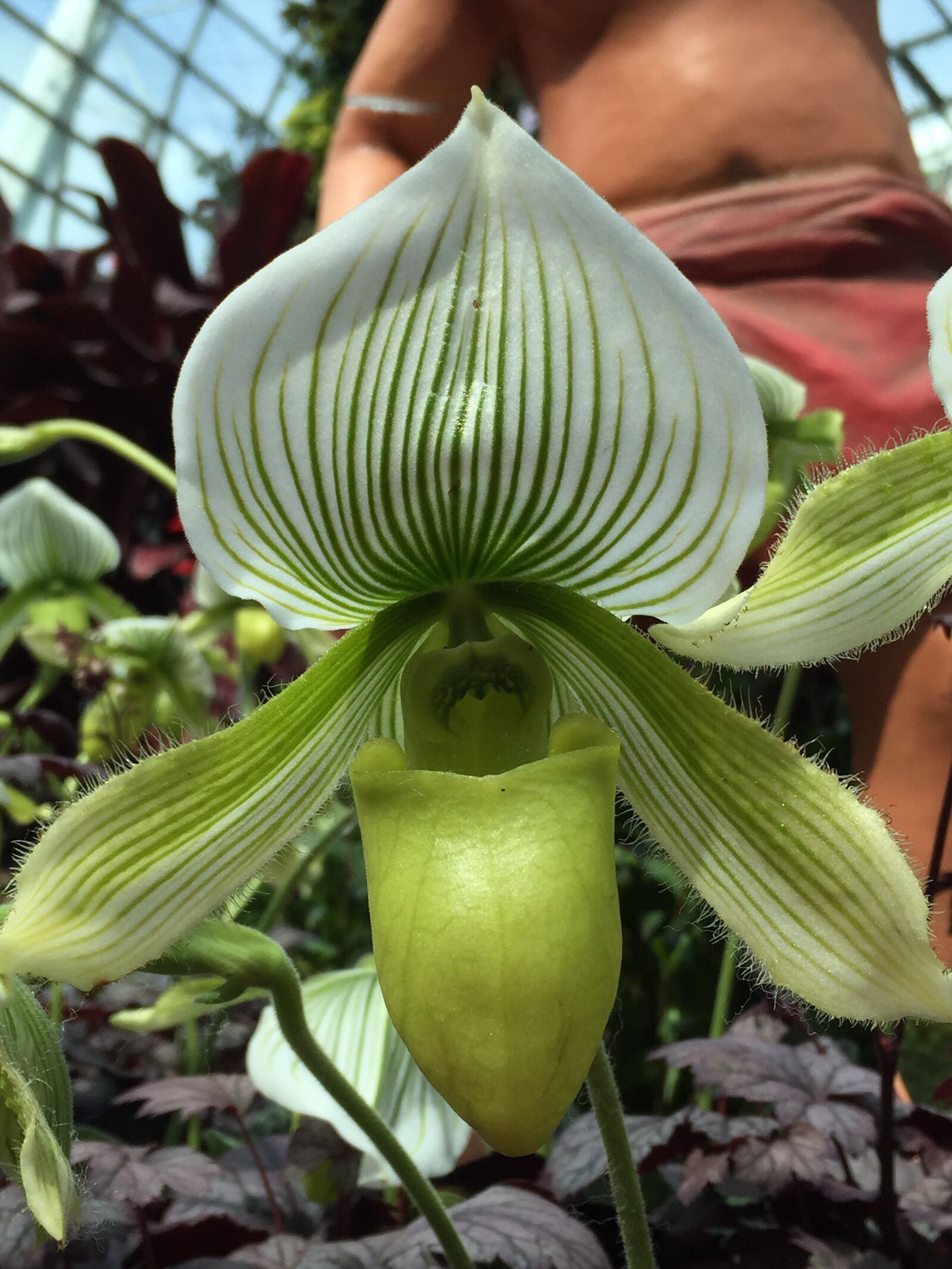 iPhone 6 Plus back camera 4.15mm f/2.2 sample photo. Flower, orchids, nature photography