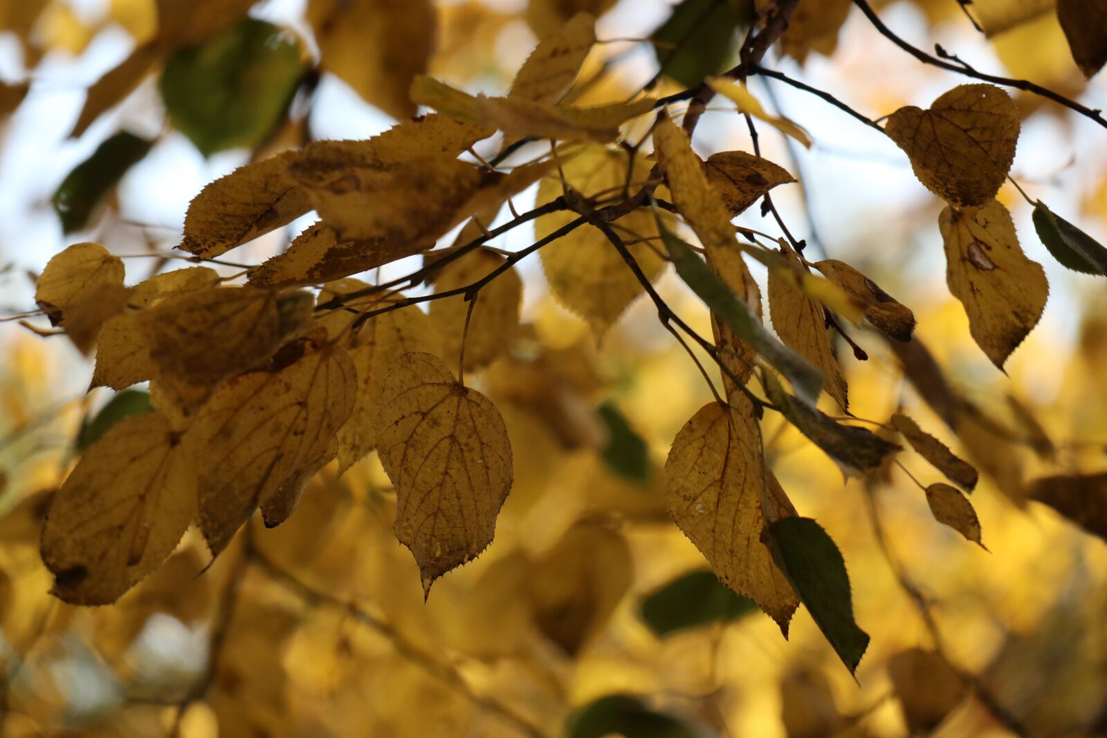 Canon EOS M6 sample photo. Foliage, autumn, nature photography