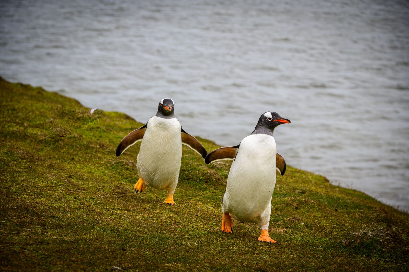 Nikon Z6 sample photo. Penguins, falkland, nature photography