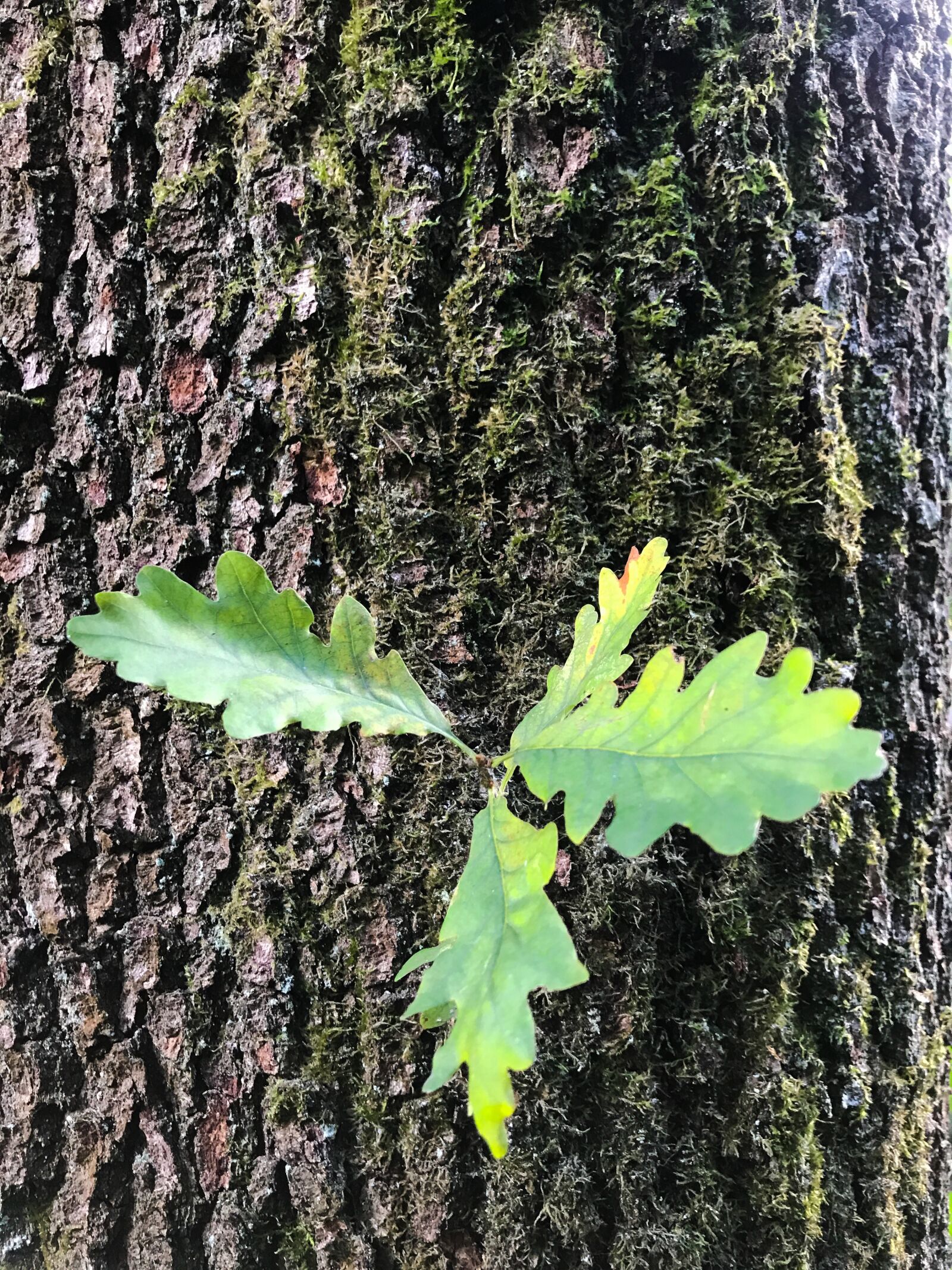Apple iPhone 7 sample photo. Oak, tree, leaves photography