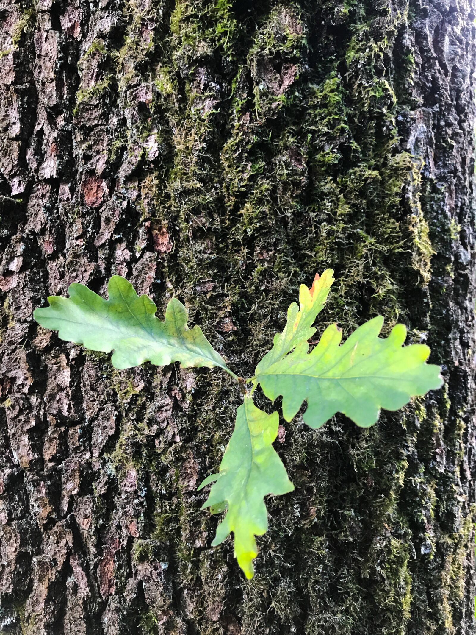 iPhone 7 back camera 3.99mm f/1.8 sample photo. Oak, tree, leaves photography