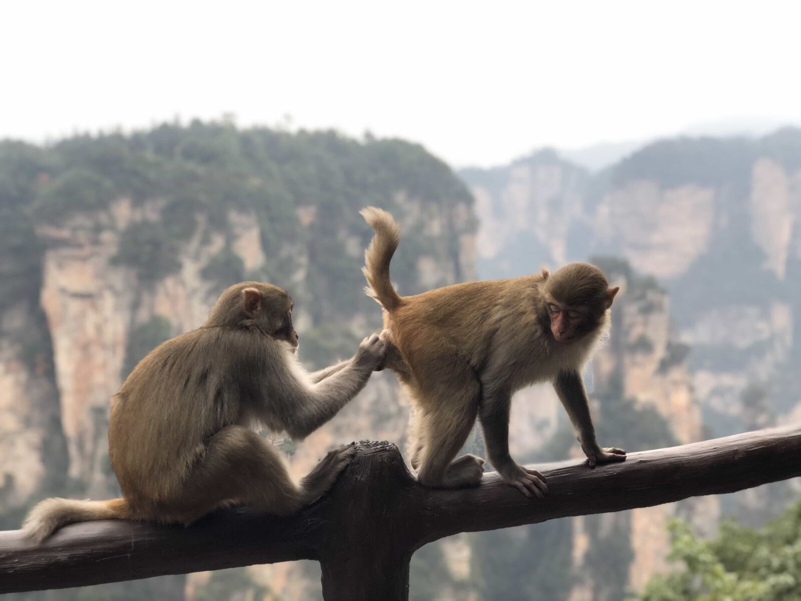 Apple iPhone X sample photo. Macaque, pair, tail, animal photography