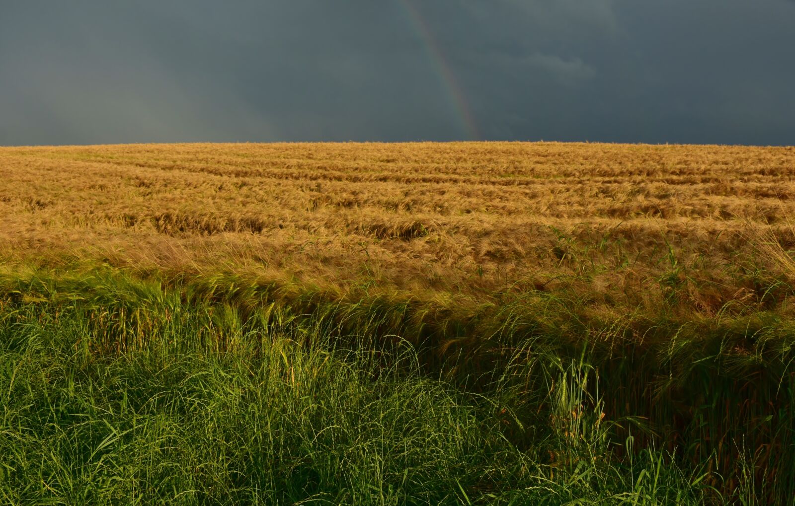 Nikon D7200 sample photo. Cornfield, dusk, field photography