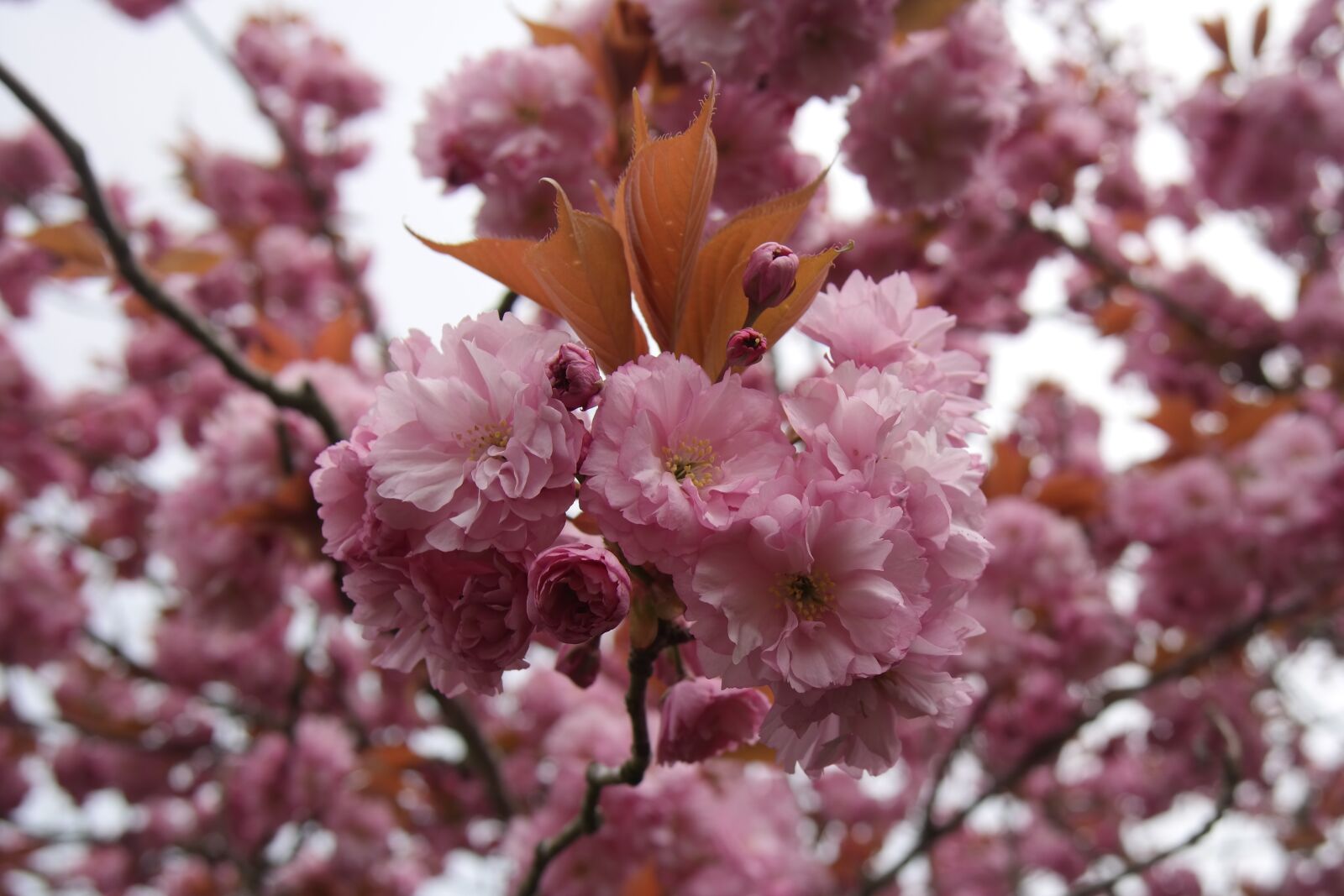 Samsung NX300 sample photo. Cherry blossom, spring, cape photography