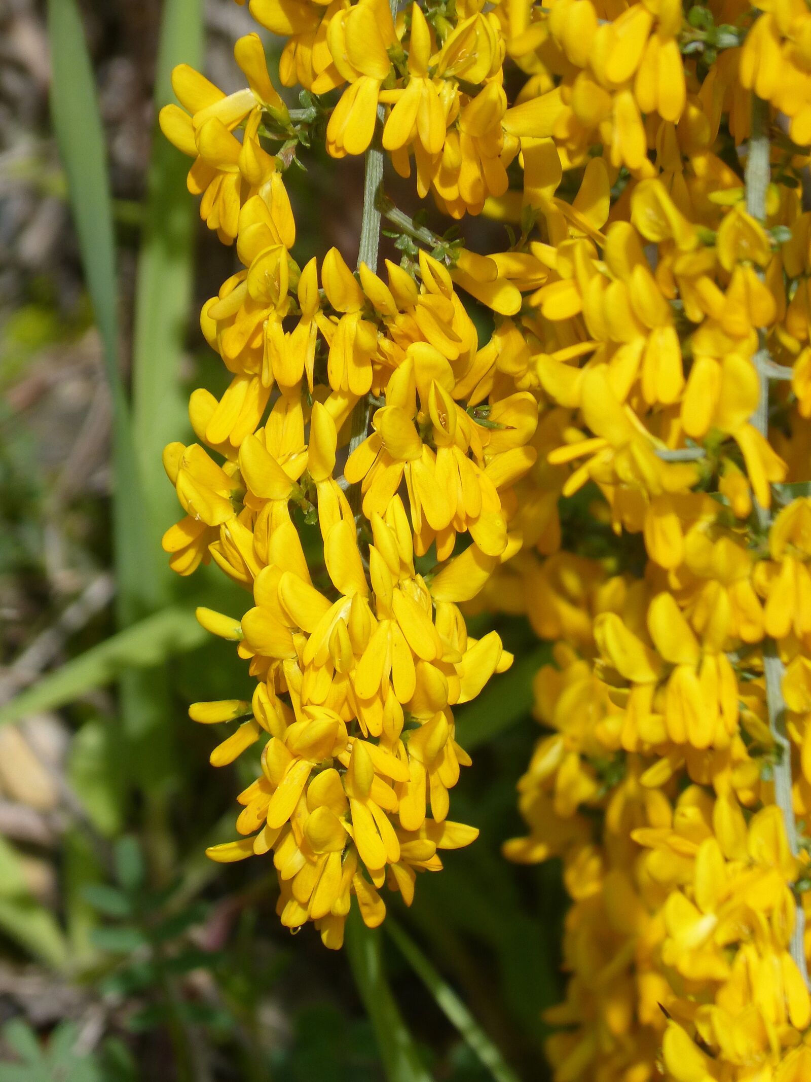 Panasonic DMC-FZ62 sample photo. Gorse, aliaga, argilaga photography