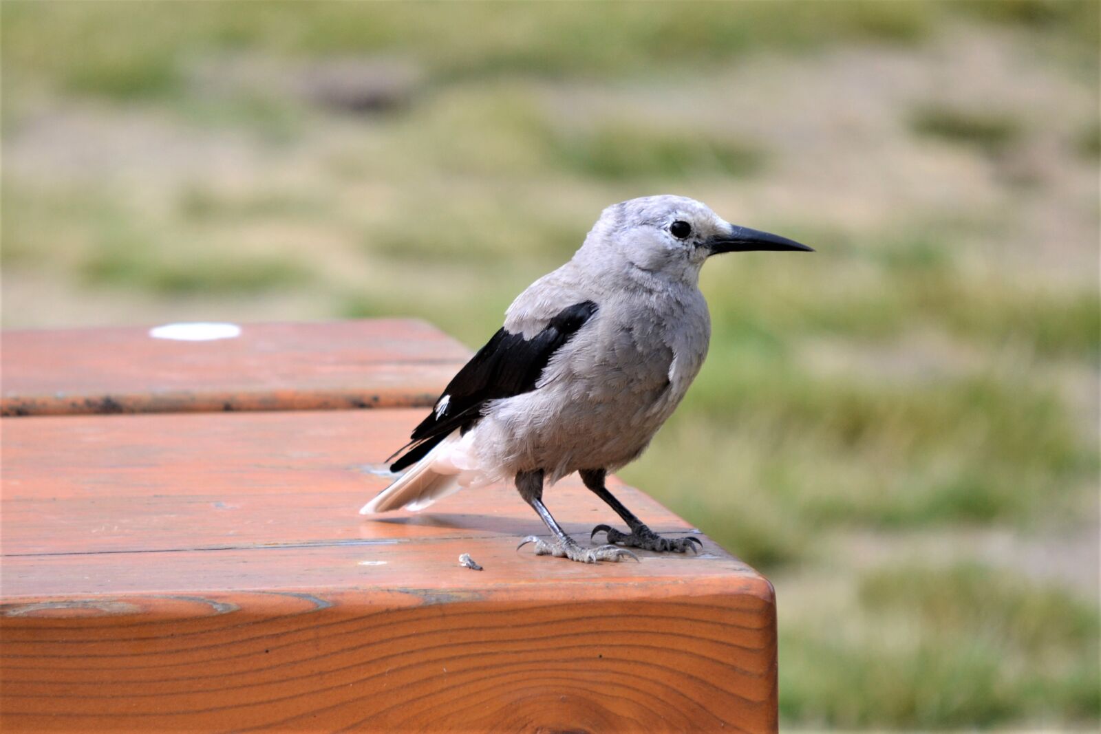 Nikon D3100 sample photo. Whiskey jack, bird, jay photography
