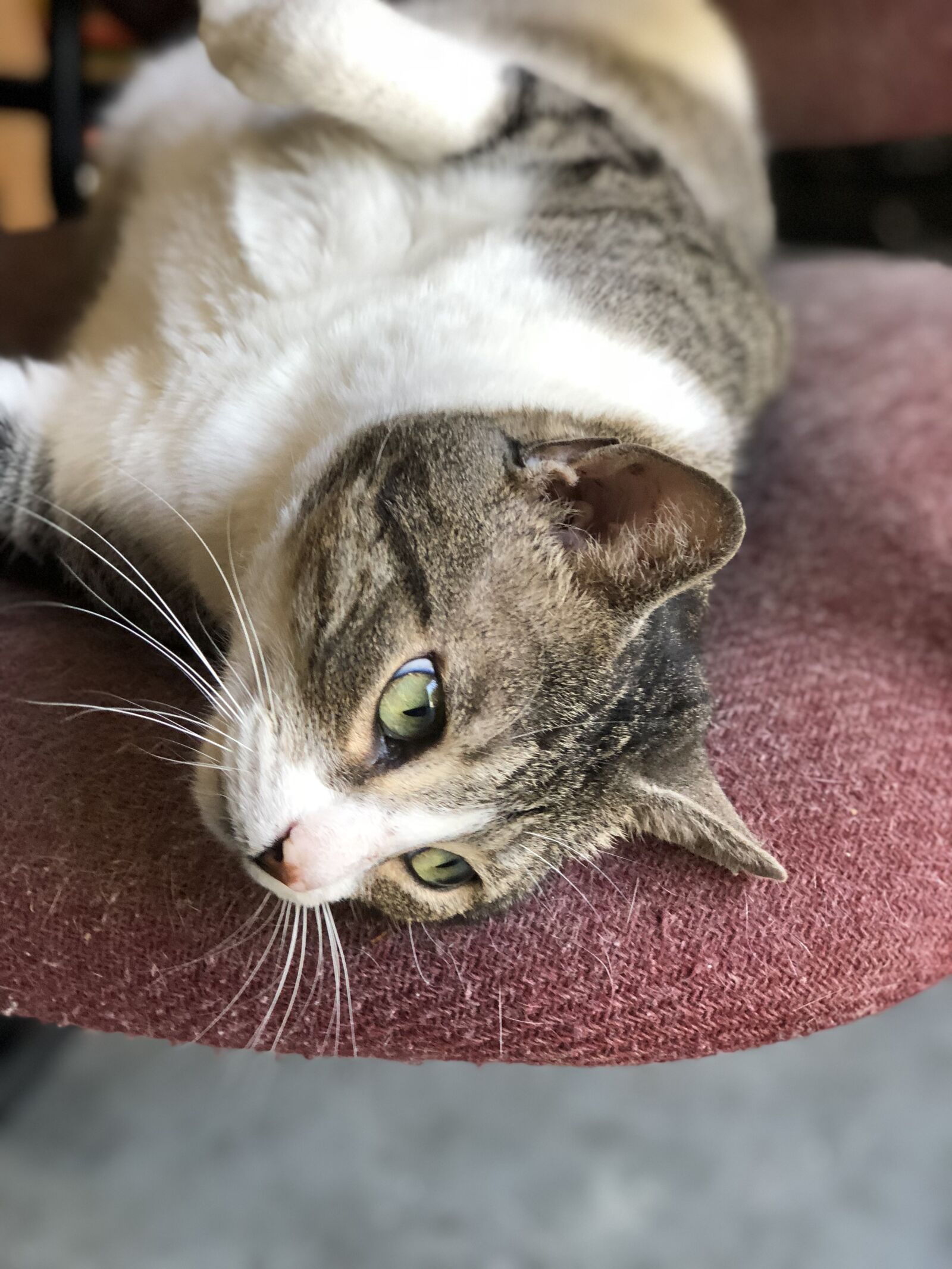 Apple iPhone 8 Plus sample photo. Cats, pets, tabby photography