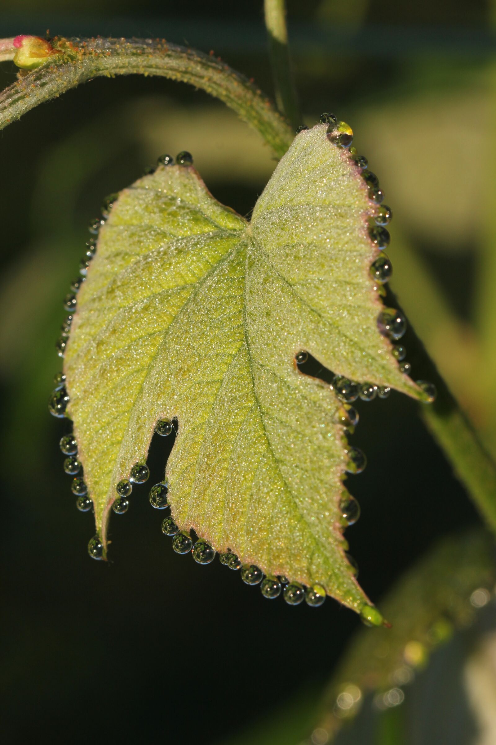 Canon EOS 60D sample photo. Morgentau, dew, wine photography