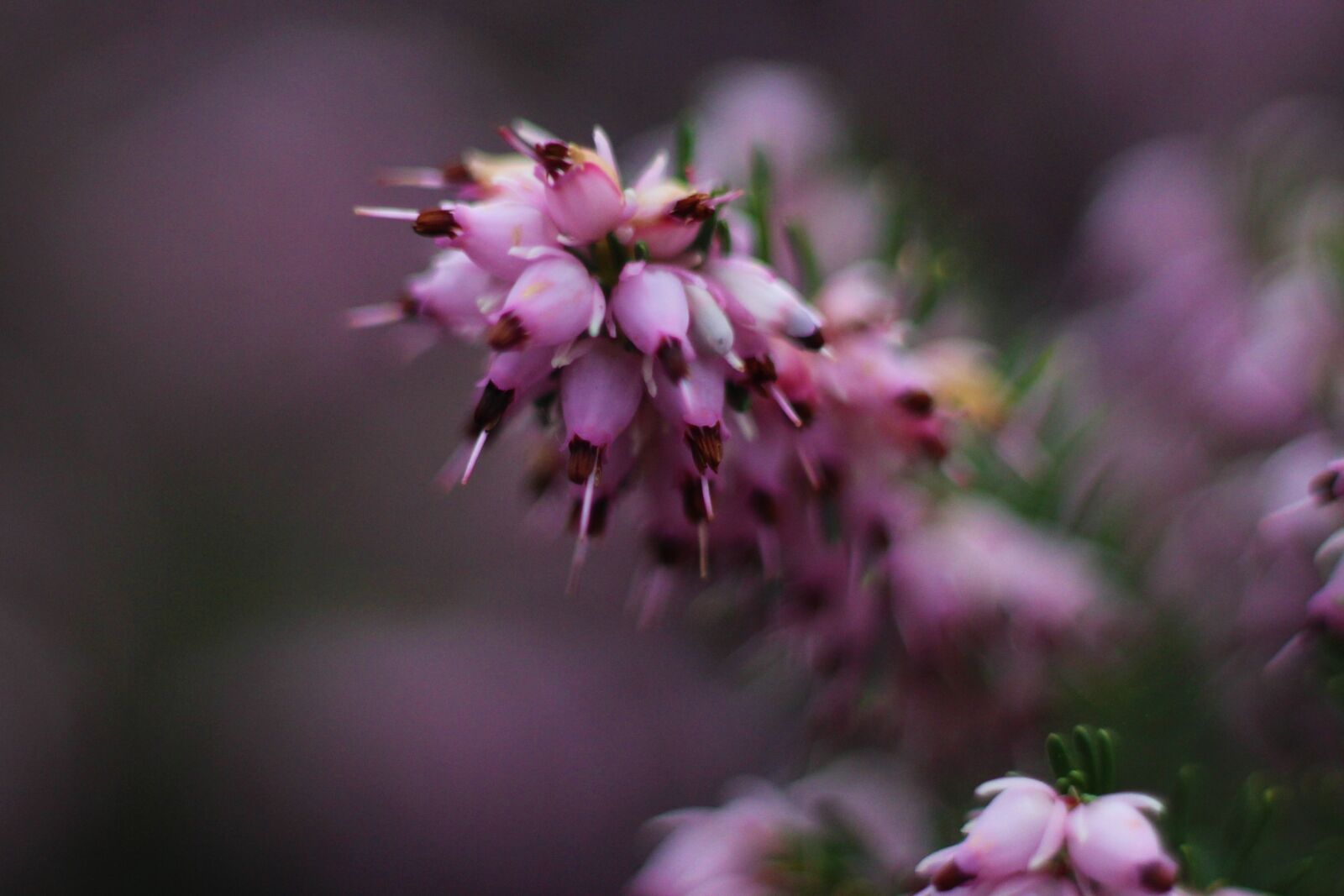Canon EOS 4000D (EOS Rebel T100 / EOS 3000D) sample photo. Pink, heather, bloom photography