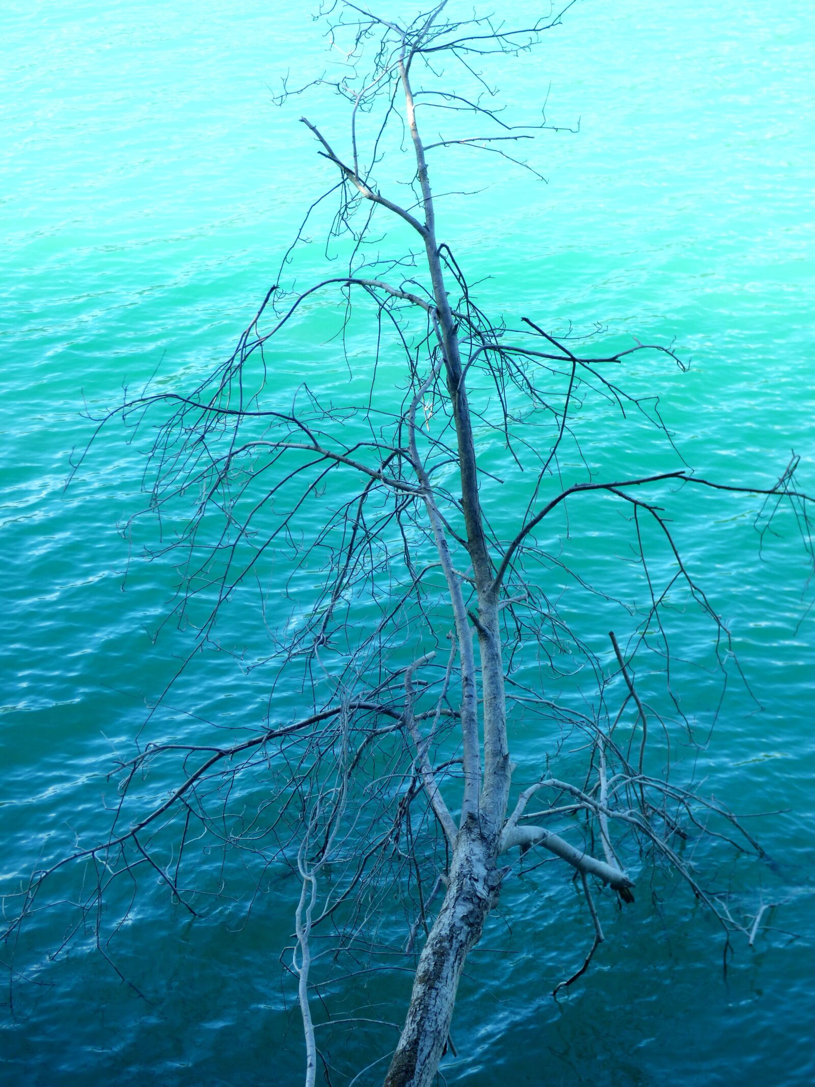 Panasonic DMC-FZ72 sample photo. Water, lake, tree photography