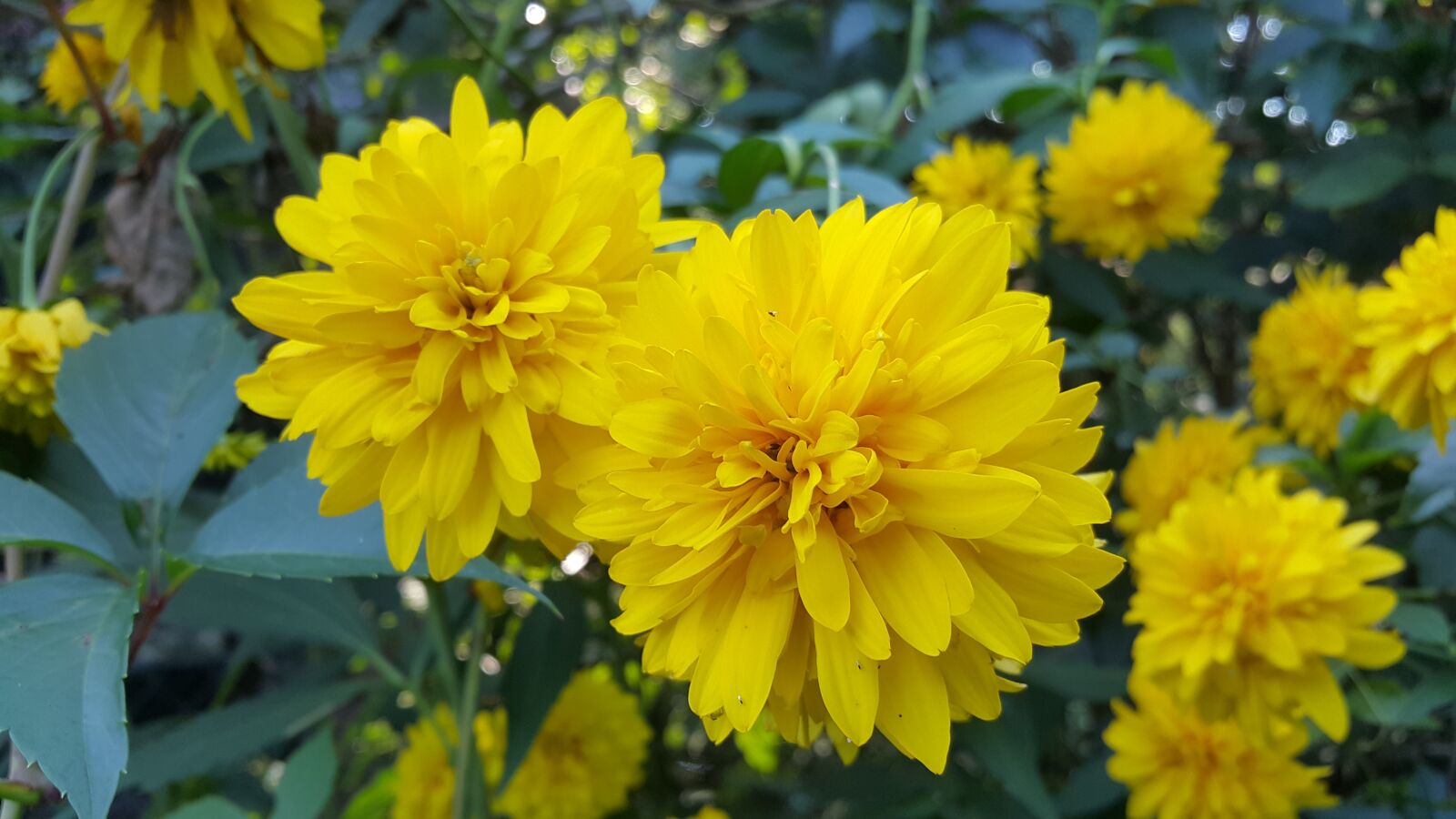 Samsung Galaxy Note4 sample photo. Flower, nature, flowers photography