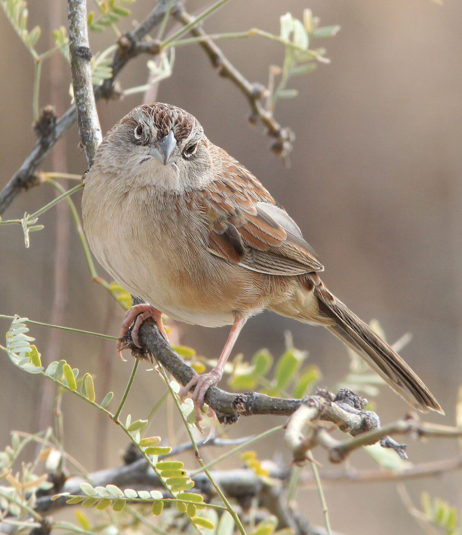 Canon EF 300mm F4L IS USM sample photo