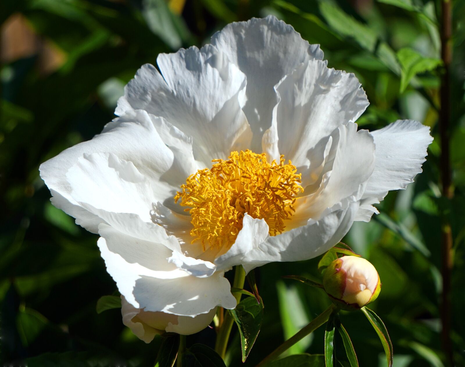 Sony Alpha a5000 (ILCE 5000) + Sony E 55-210mm F4.5-6.3 OSS sample photo. Peony, blossom, bloom photography