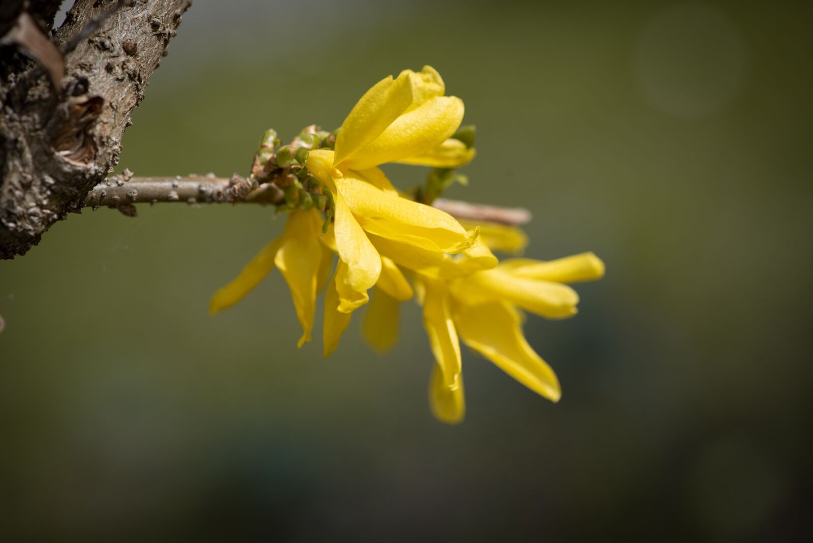 Nikon D750 sample photo. Flowers, tree, branch photography