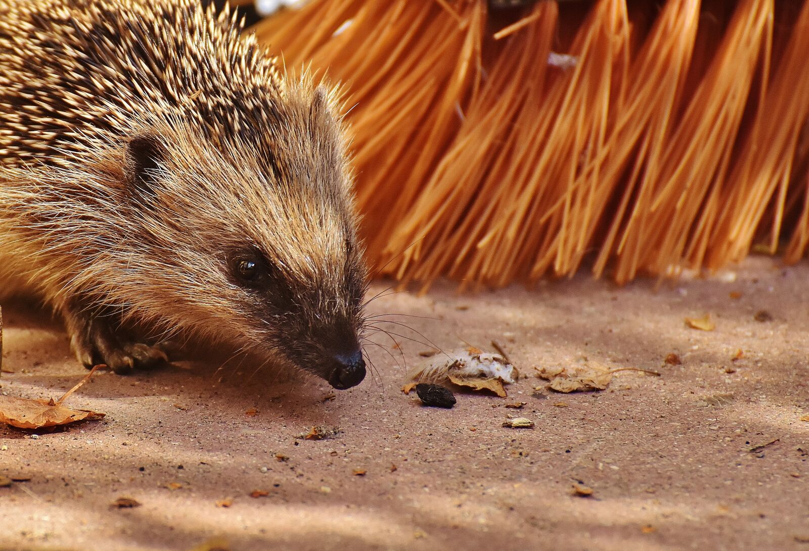 Nikon D7200 sample photo. Hedgehog child, young hedgehog photography