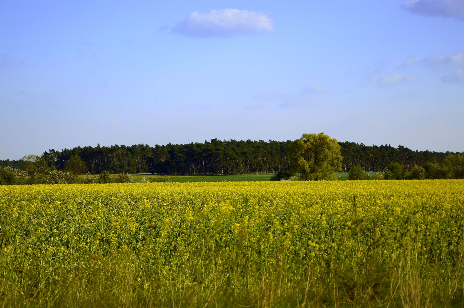 Nikon D3200 sample photo. Oilseed rape, field of photography