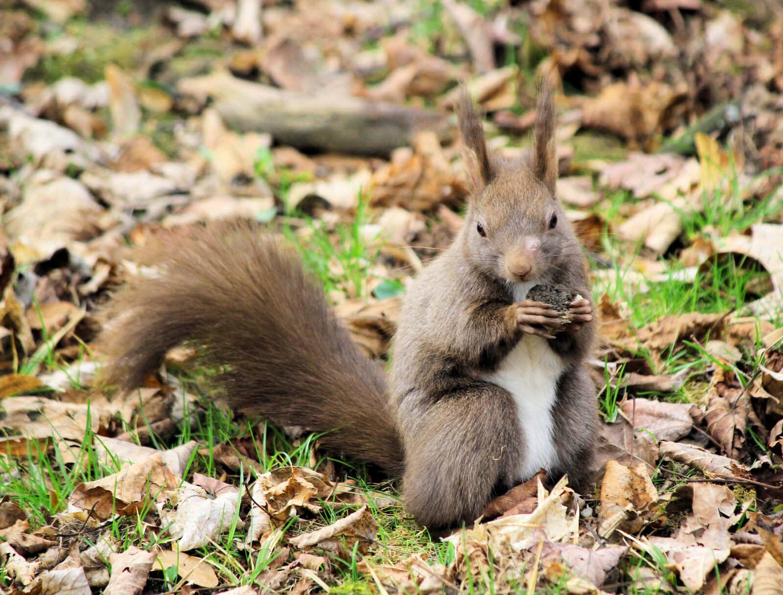 Canon EOS 550D (EOS Rebel T2i / EOS Kiss X4) sample photo. The squirrel, animal, rodent photography